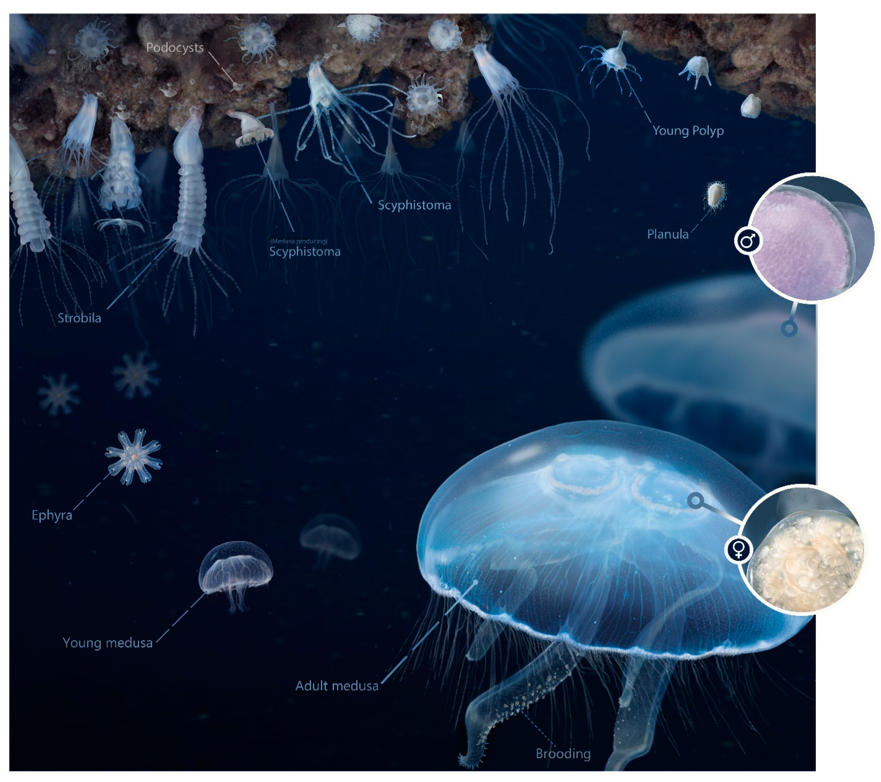 Diversity 13 00057 g003