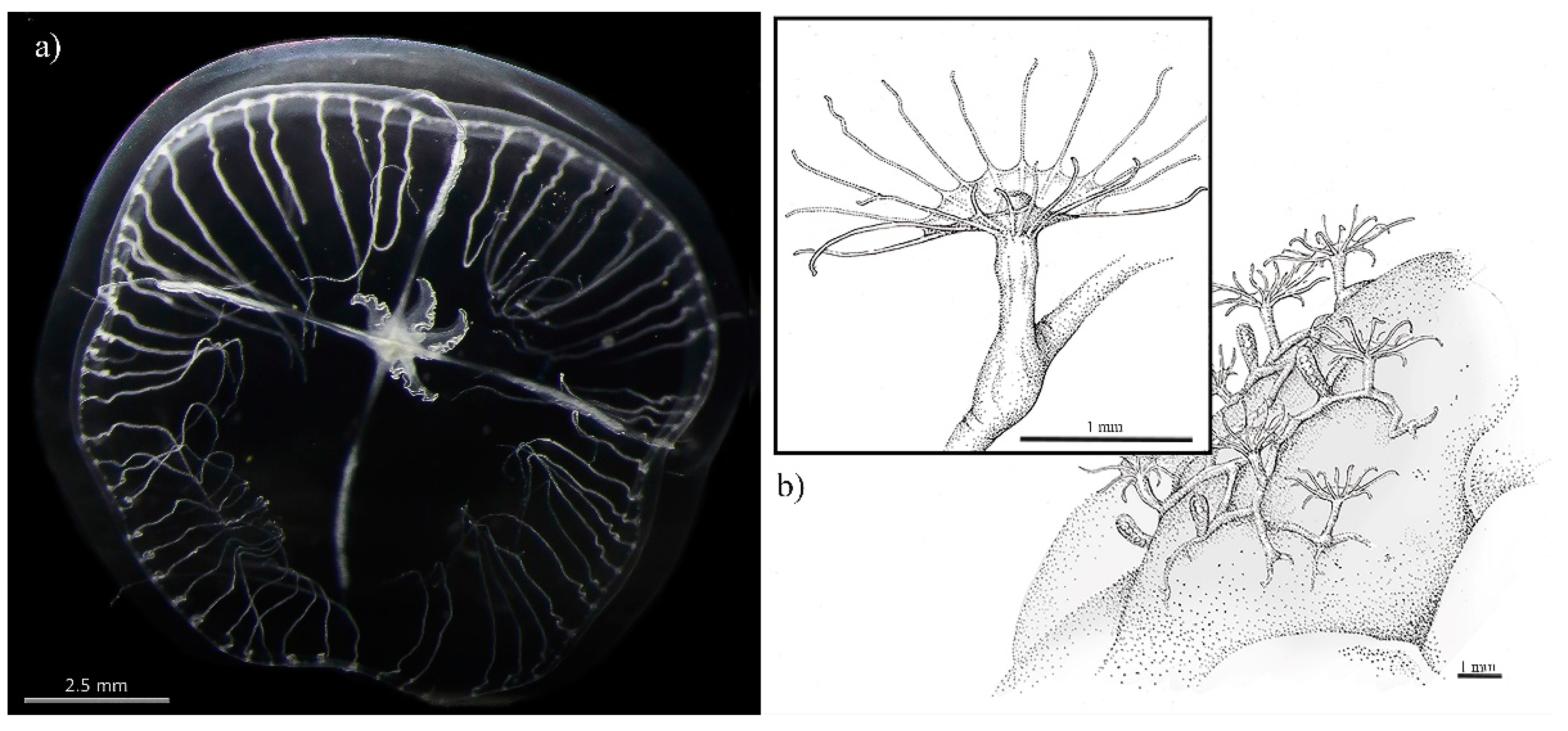 Diversity 13 00057 g006