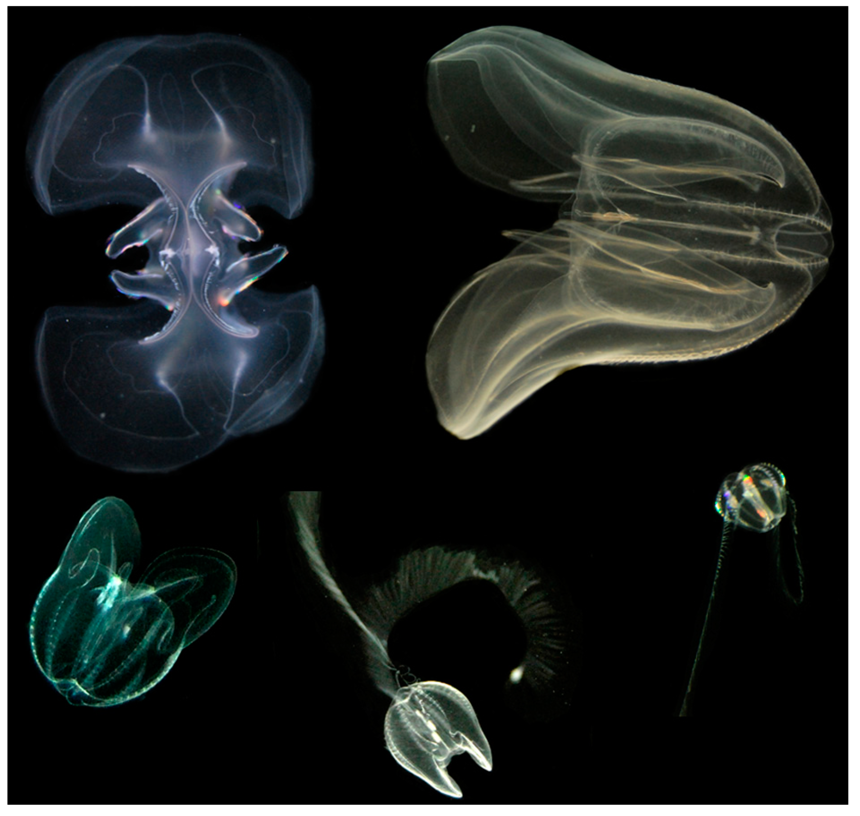 Diversity 13 00057 g007