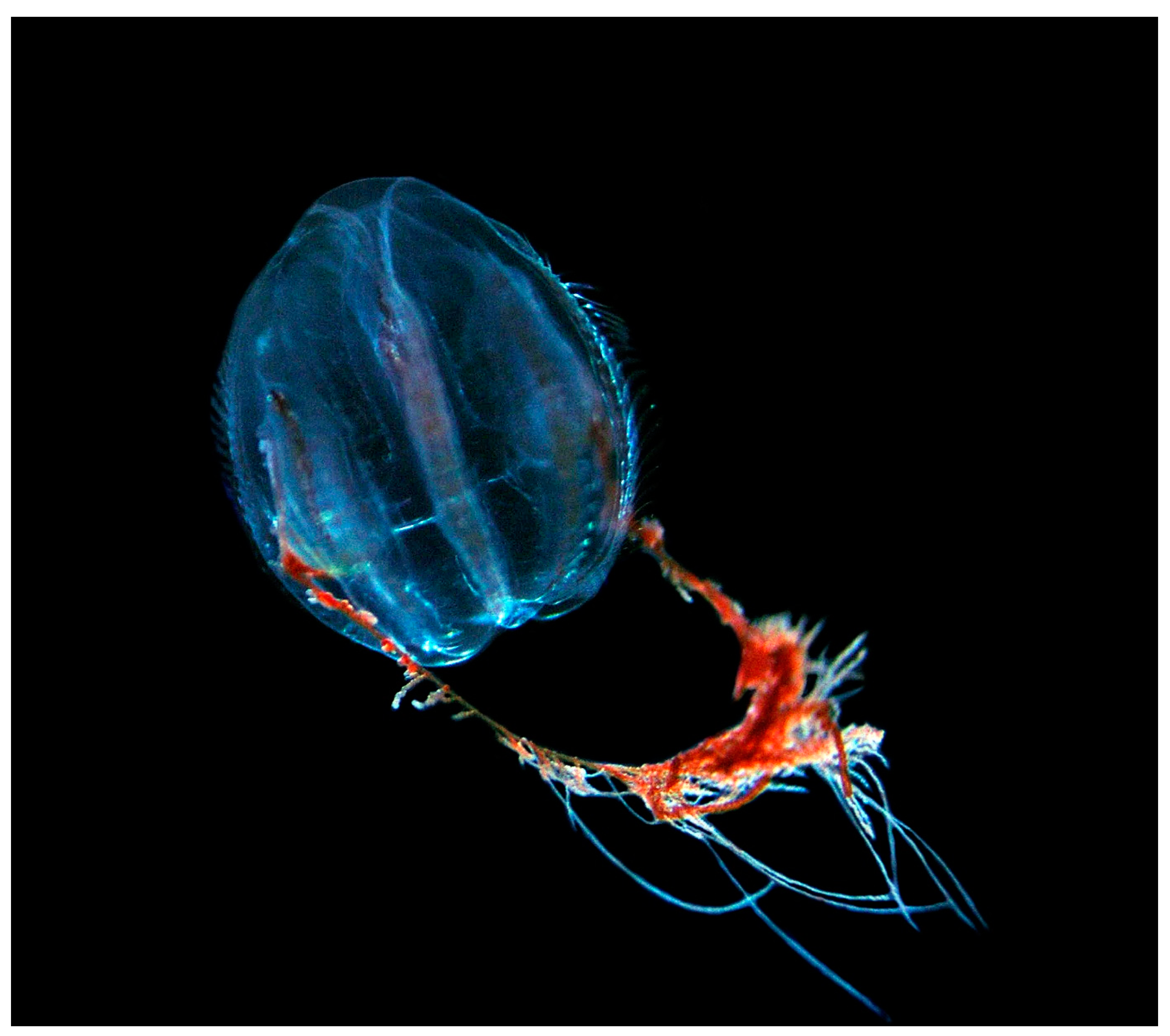 Diversity 13 00057 g008