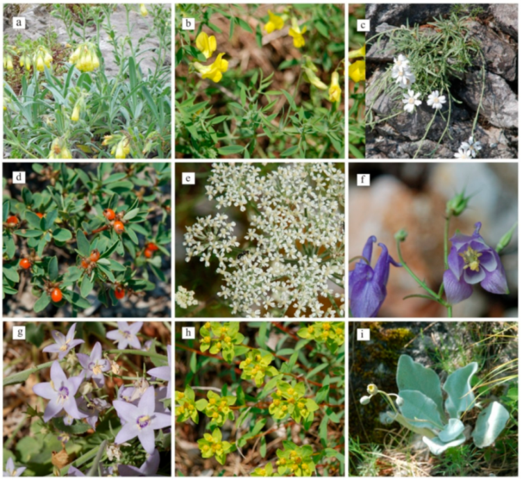 Diversity 13 00059 g003