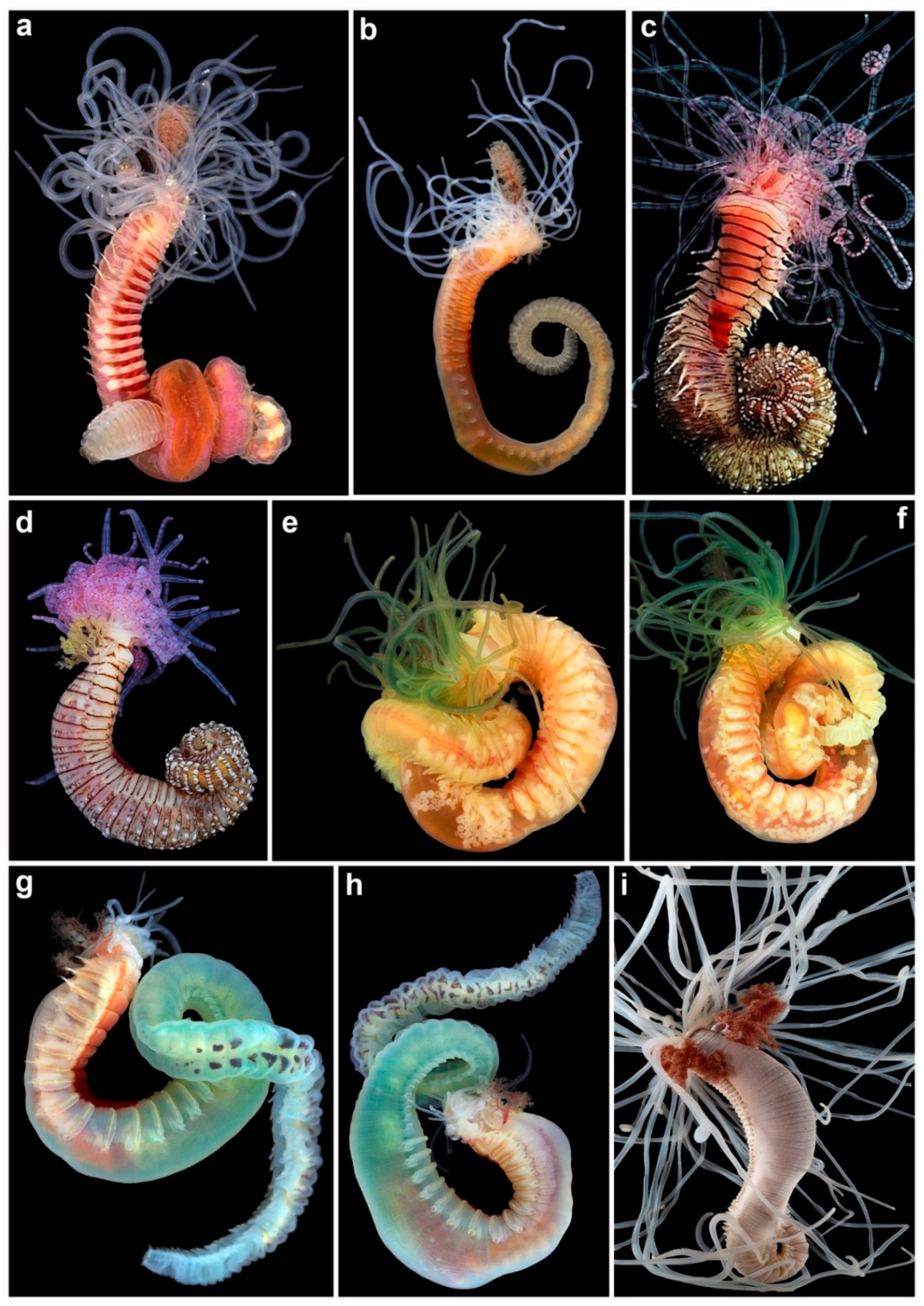 Diversity 13 00060 g003