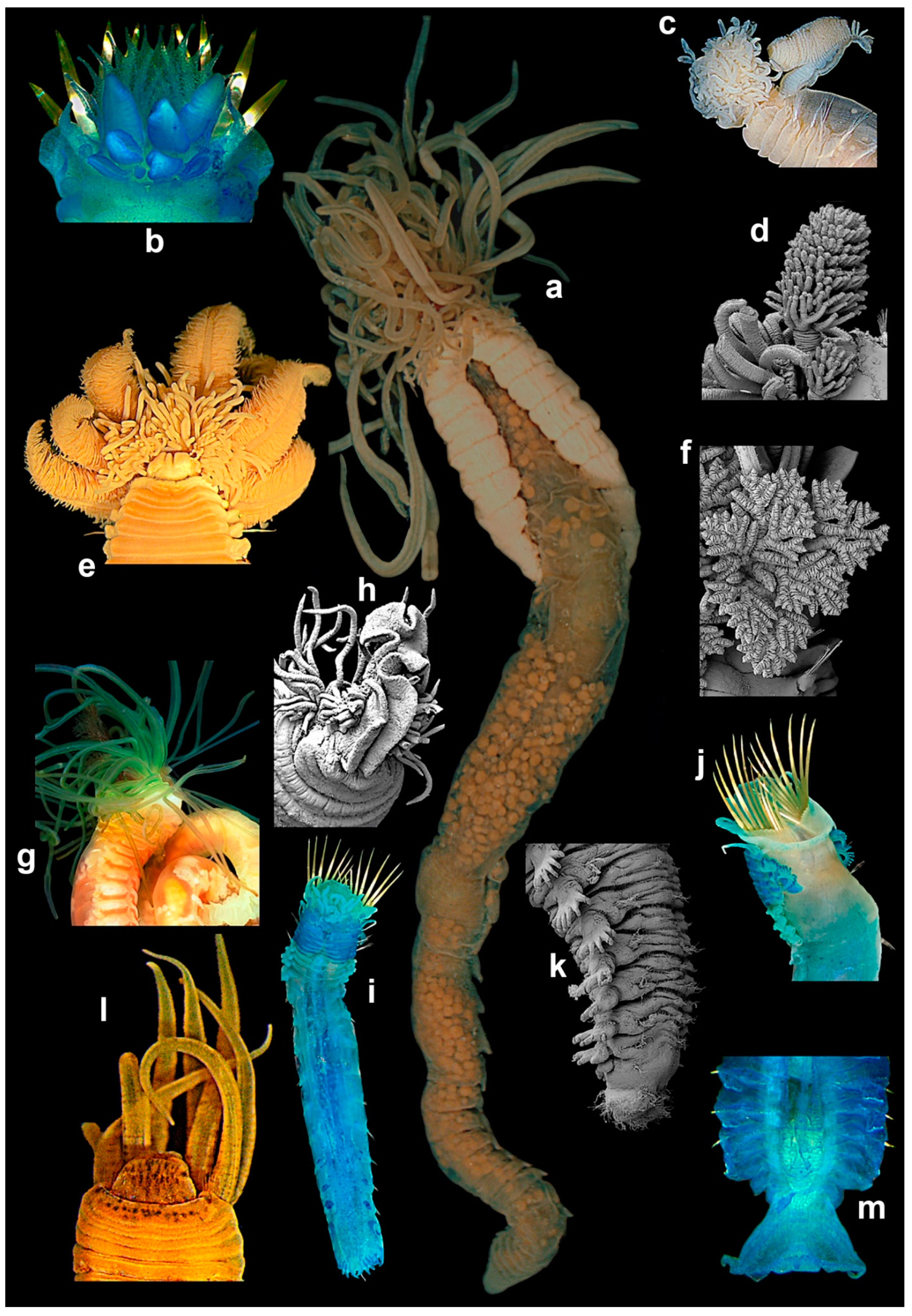Diversity 13 00060 g005