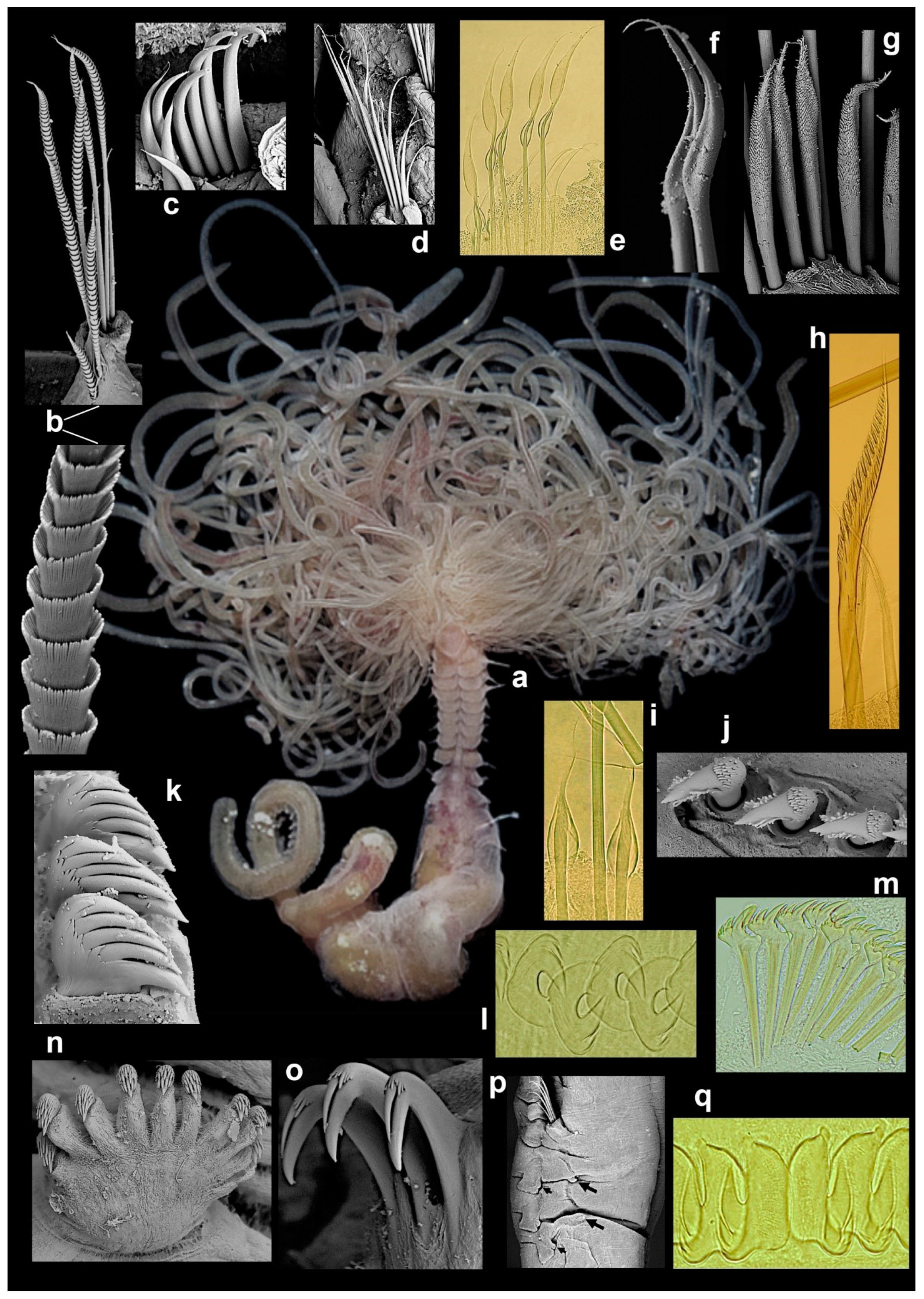 Diversity 13 00060 g006