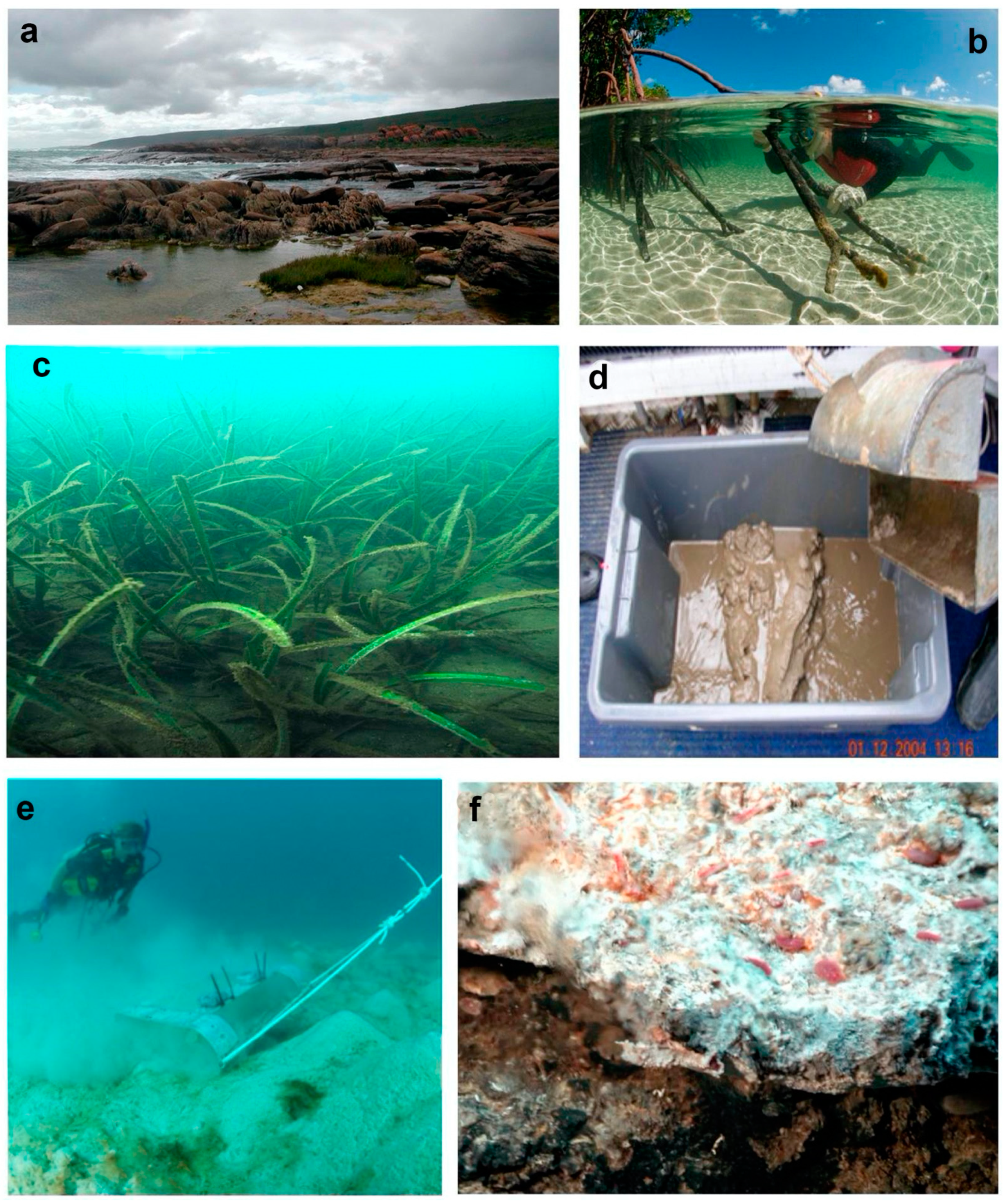 Diversity 13 00060 g007