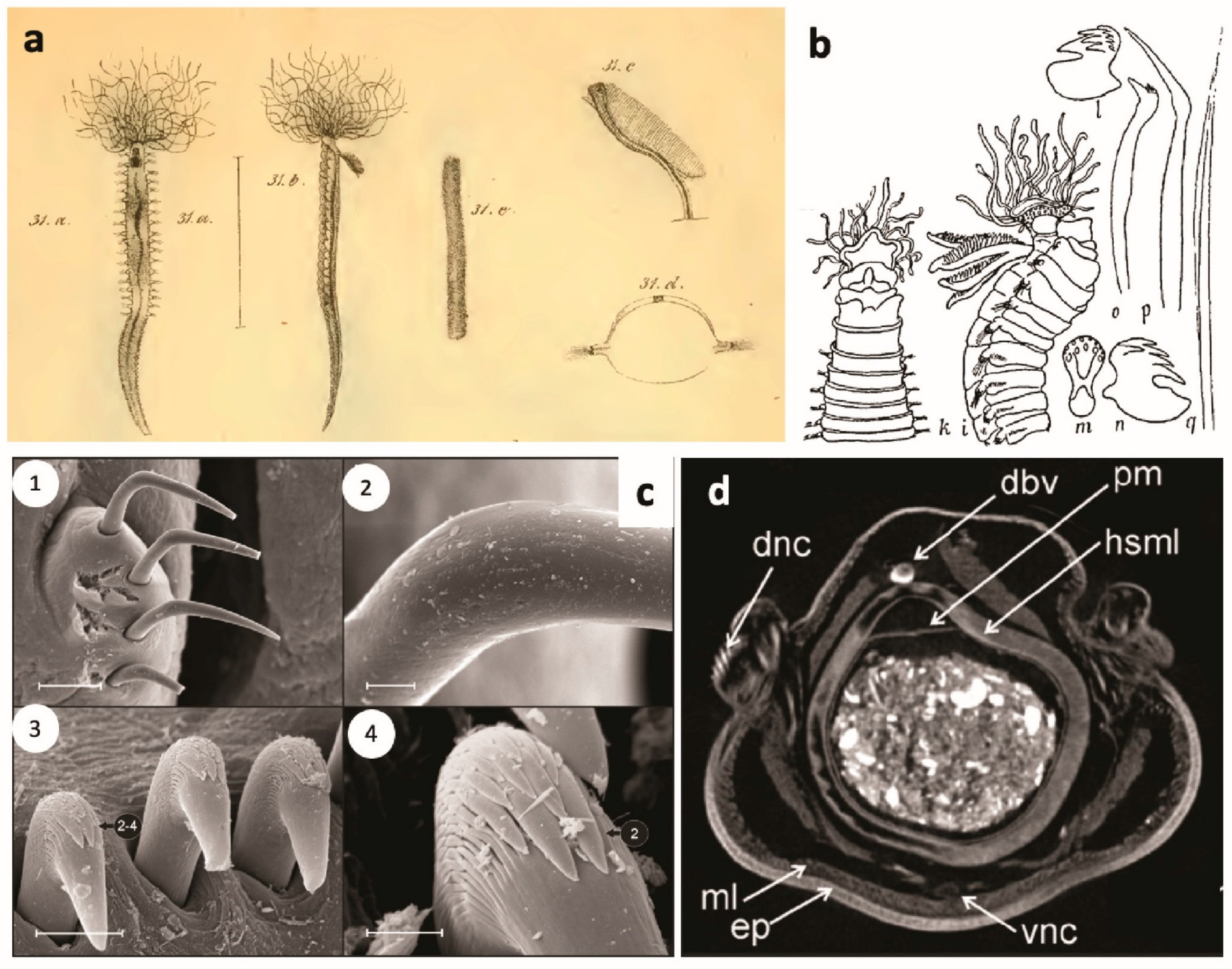 Diversity 13 00060 g009