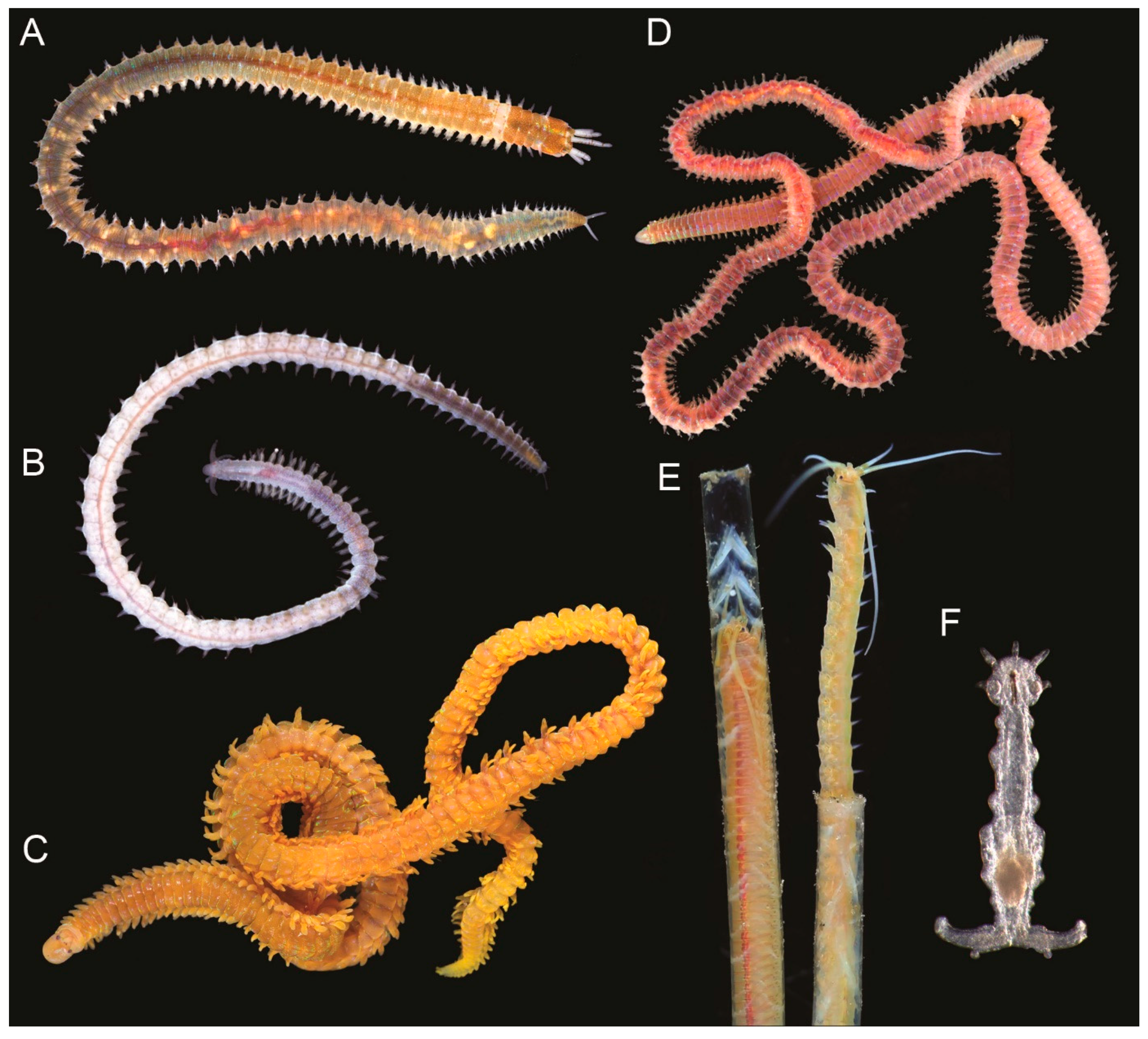 Diversity 13 00074 g001