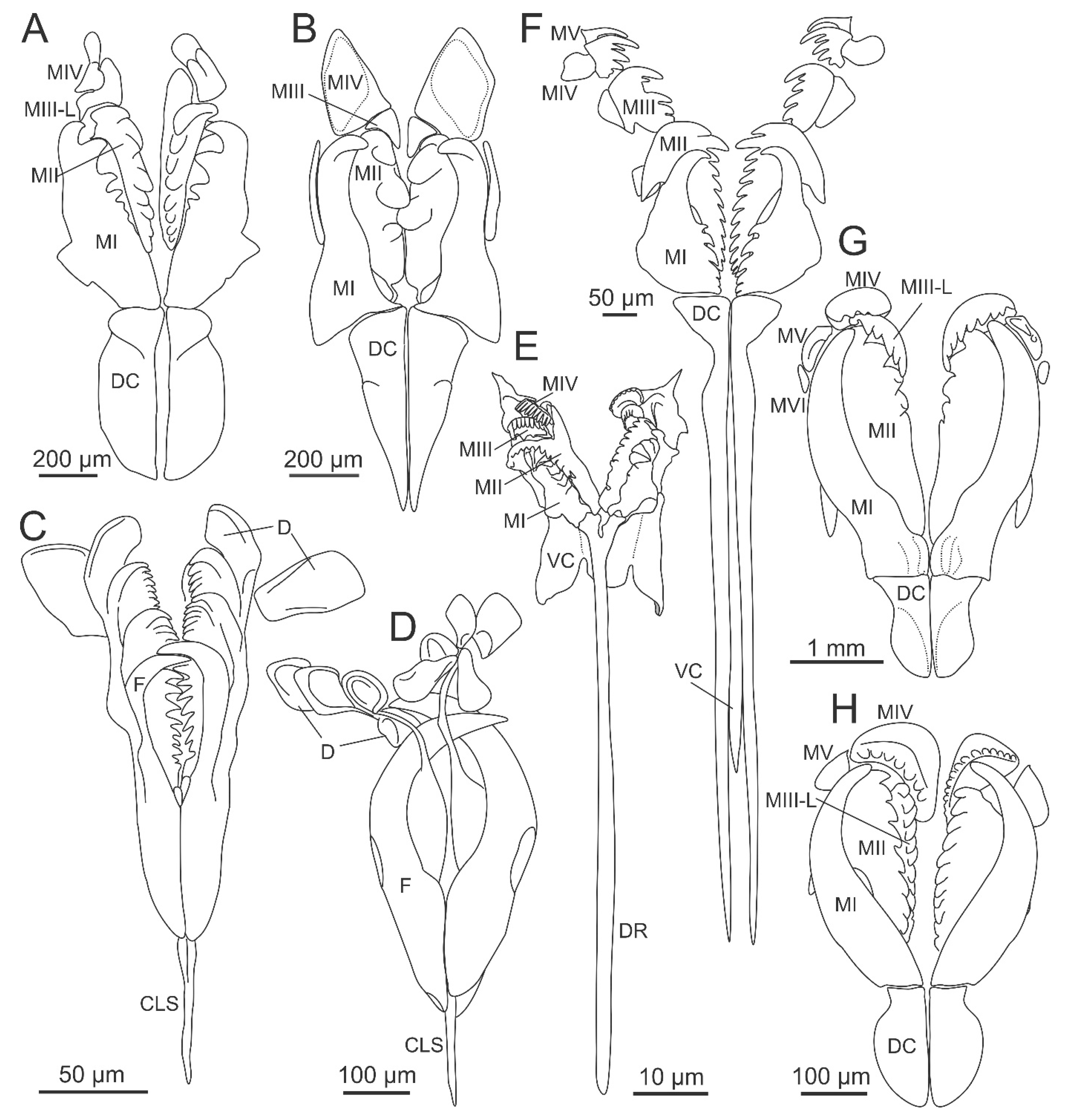 Diversity 13 00074 g003