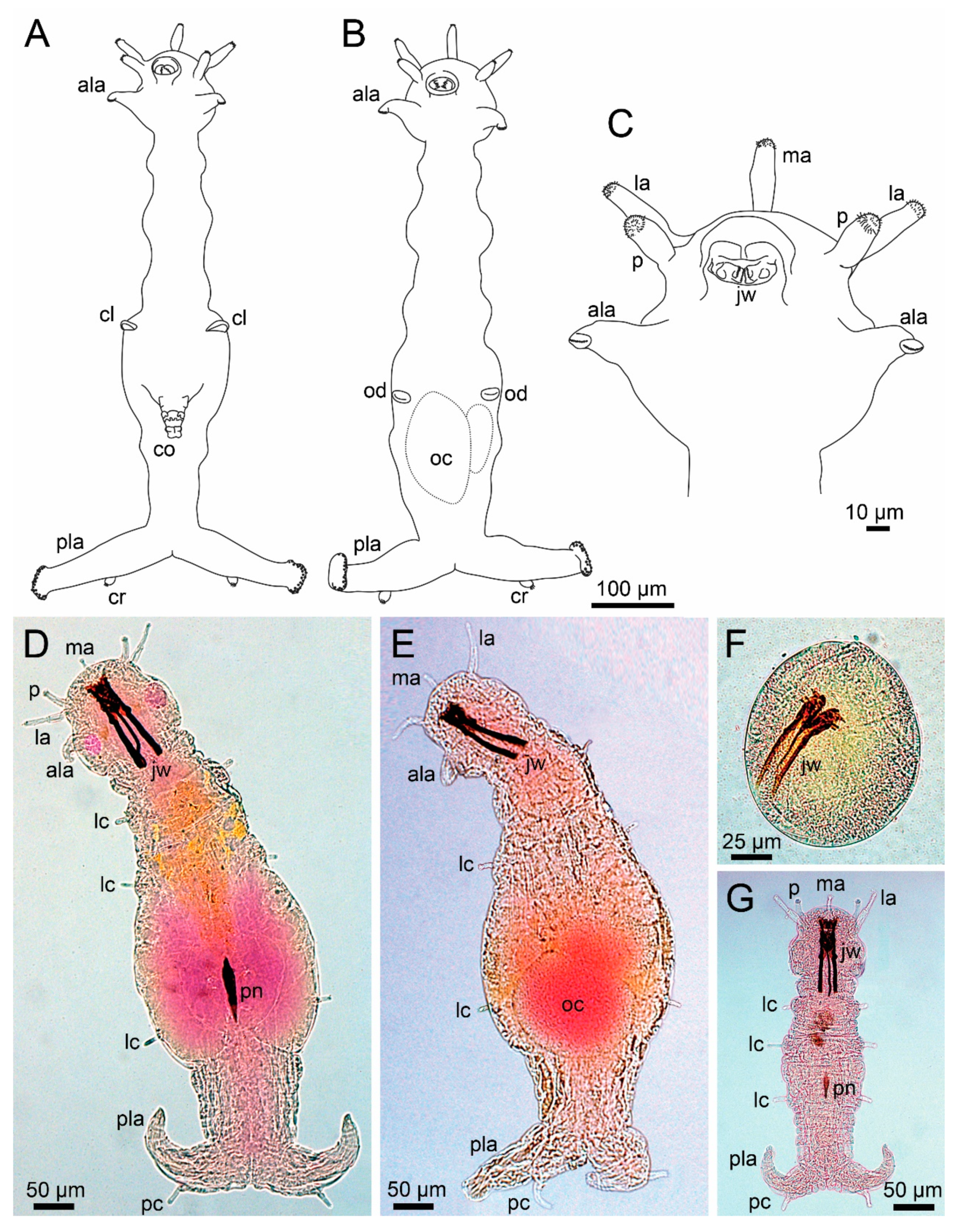 Diversity 13 00074 g007