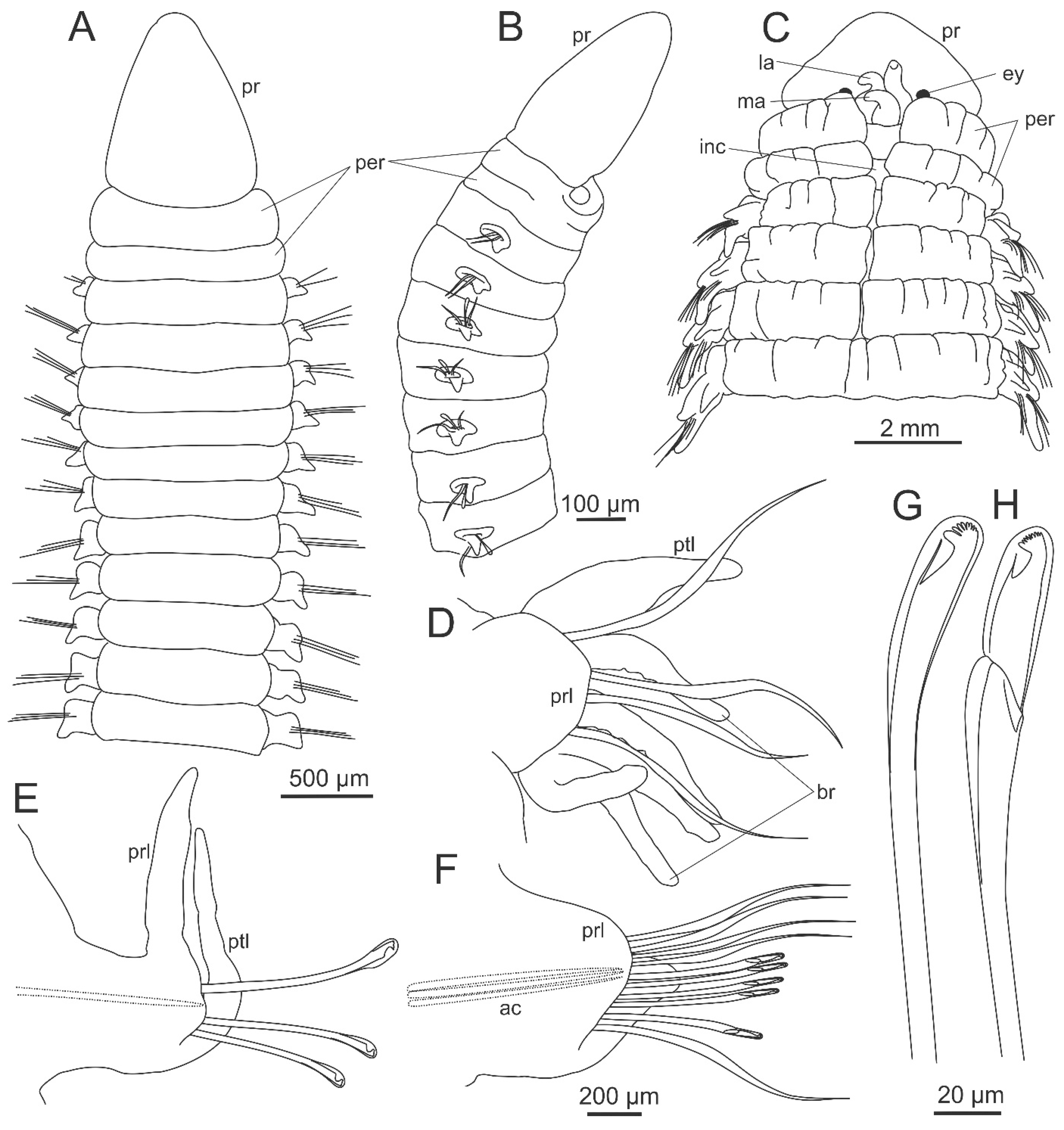 Diversity 13 00074 g008