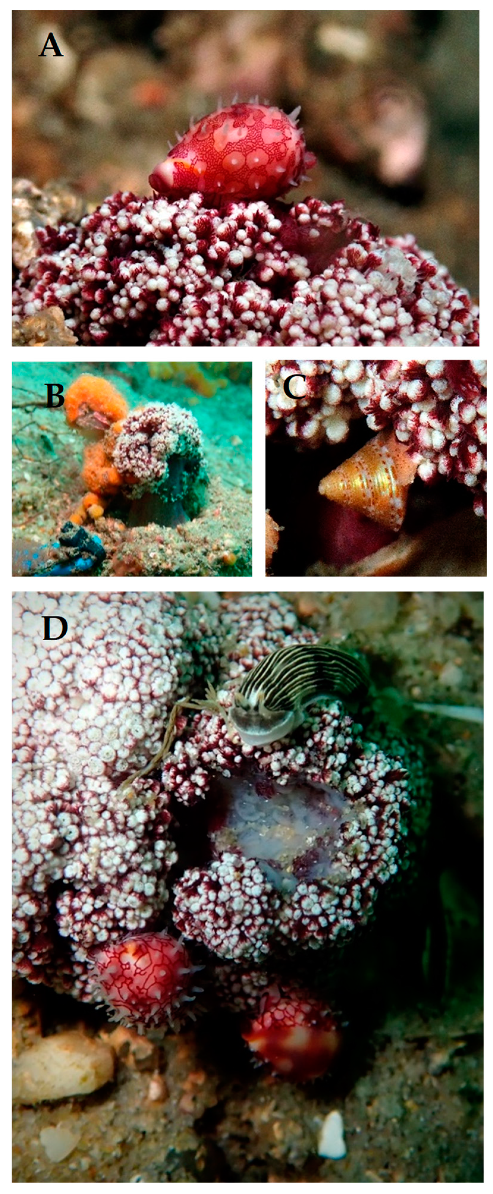 Diversity 13 00079 g001