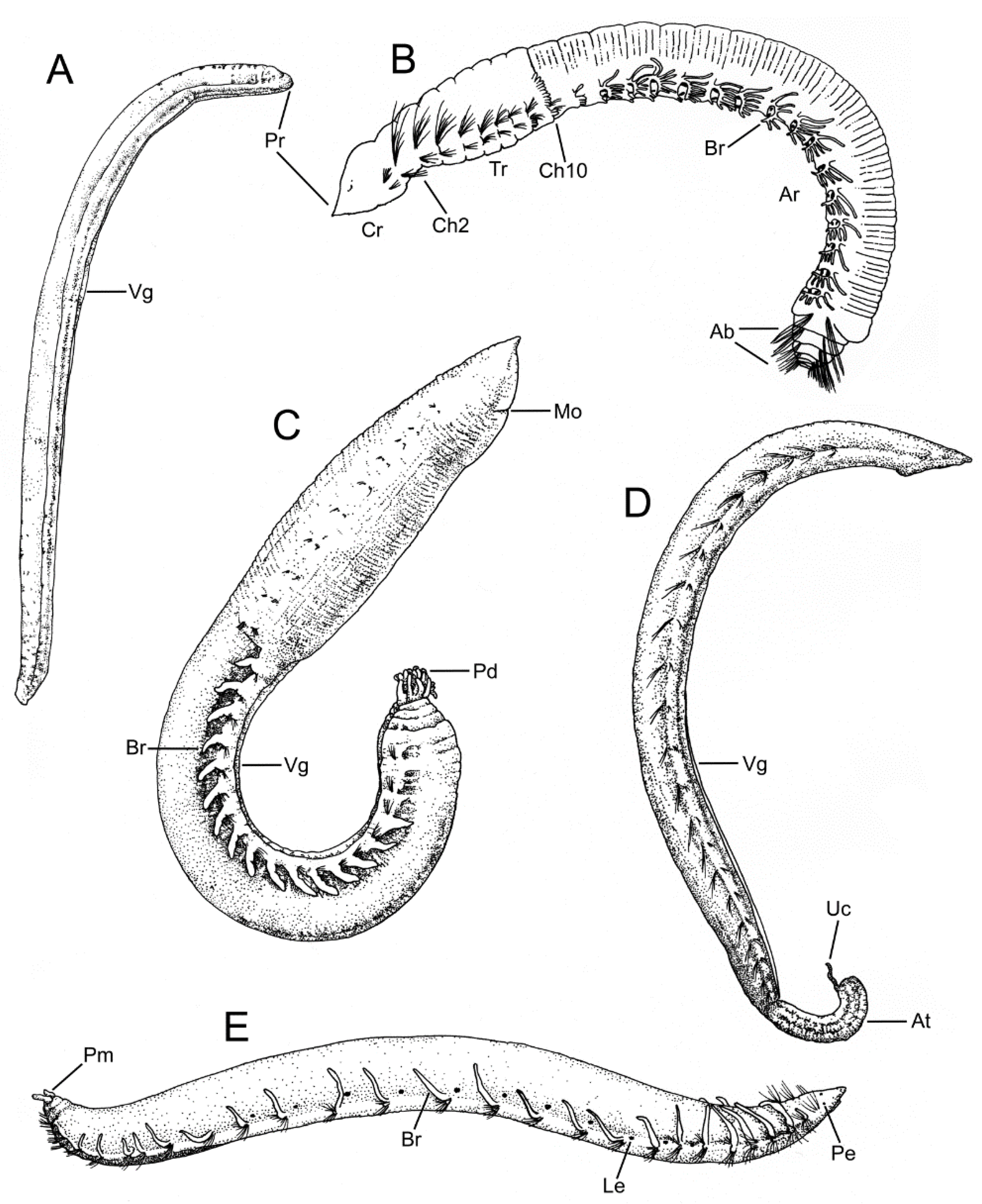 Diversity 13 00087 g001