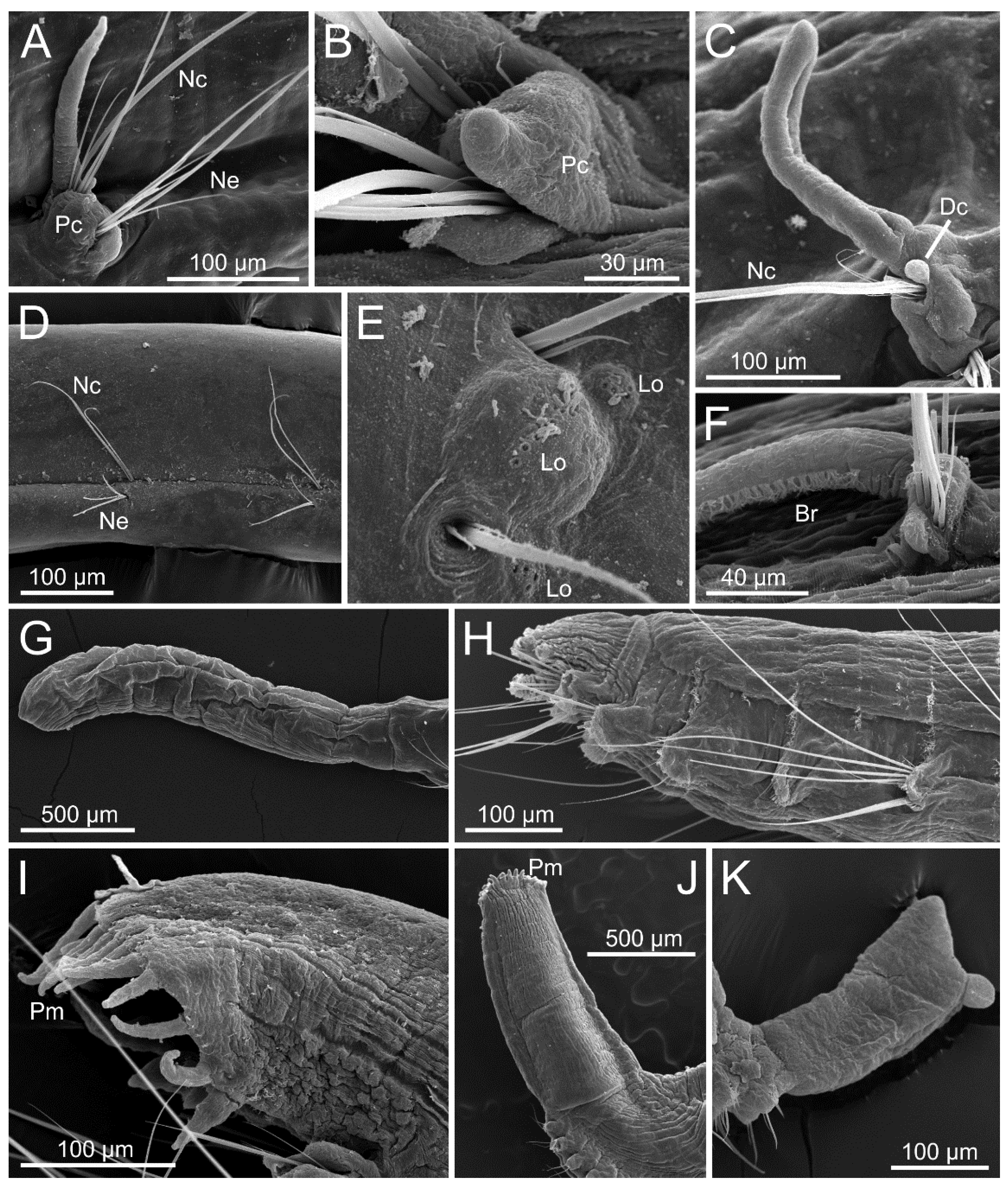 Diversity 13 00087 g005
