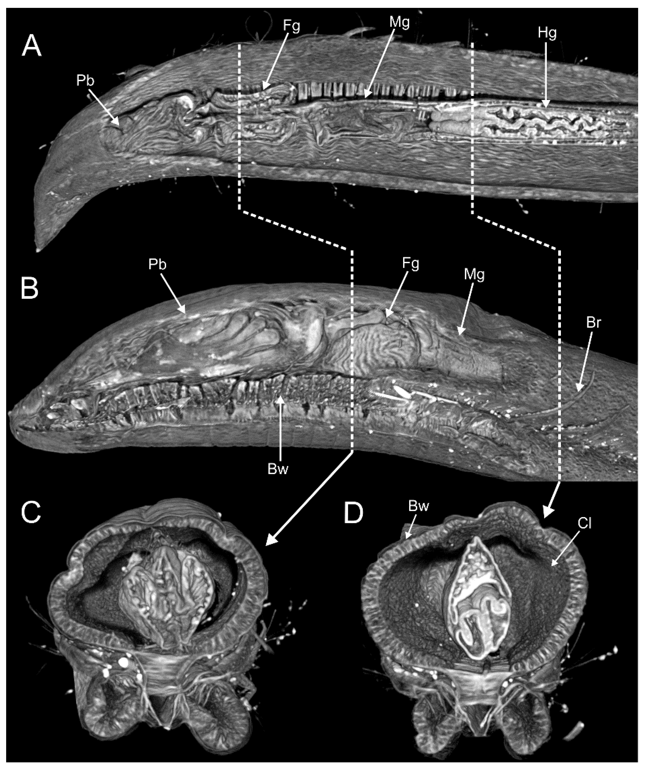Diversity 13 00087 g006