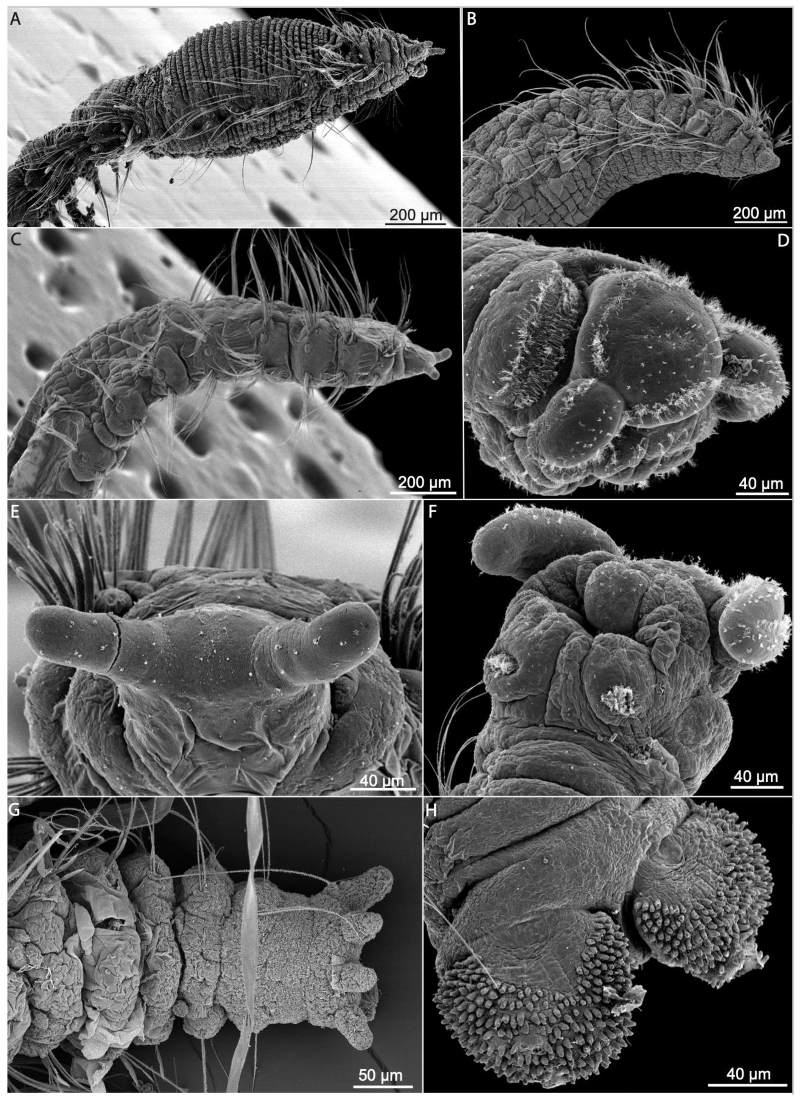 Diversity 13 00087 g011