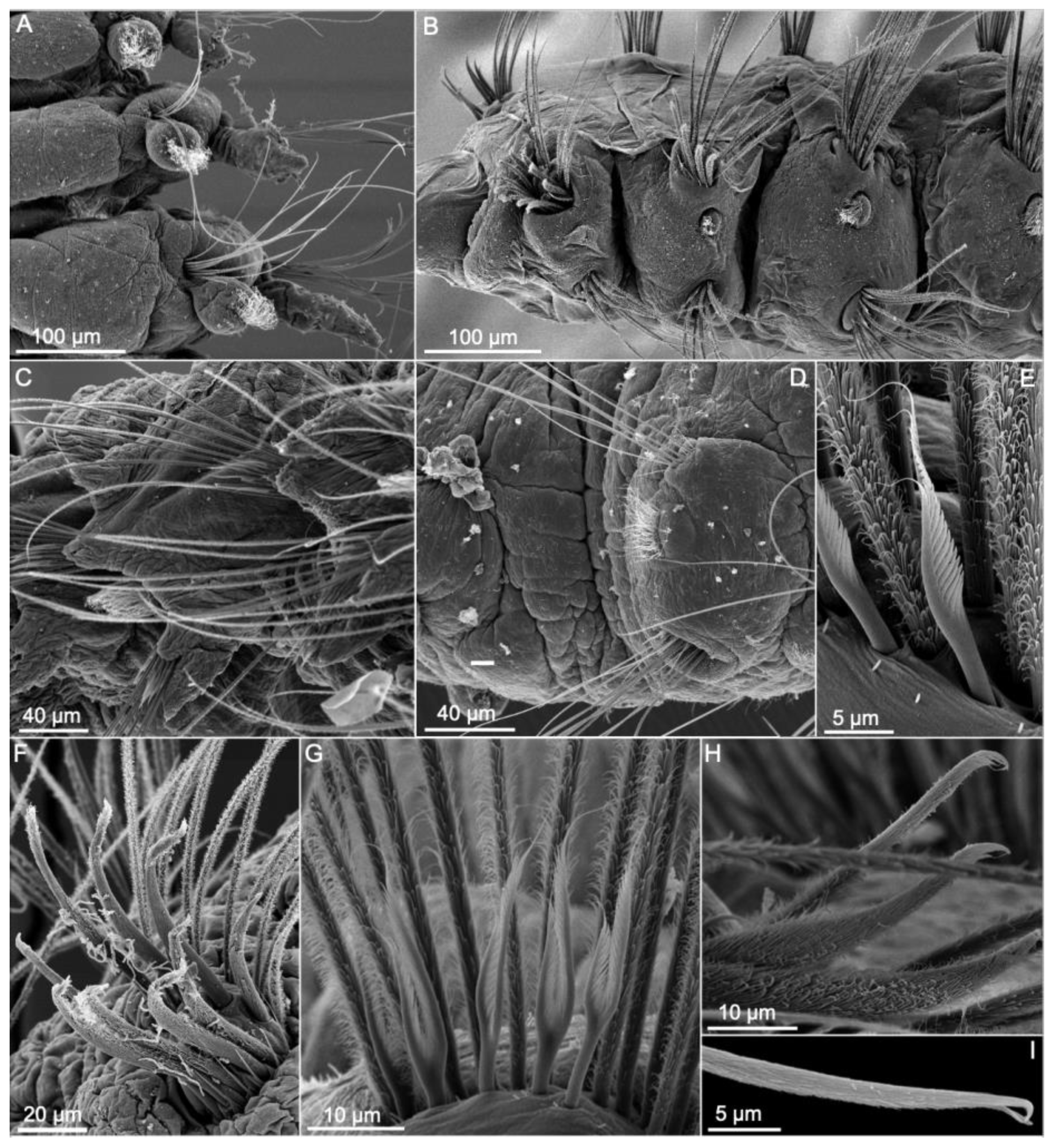 Diversity 13 00087 g012