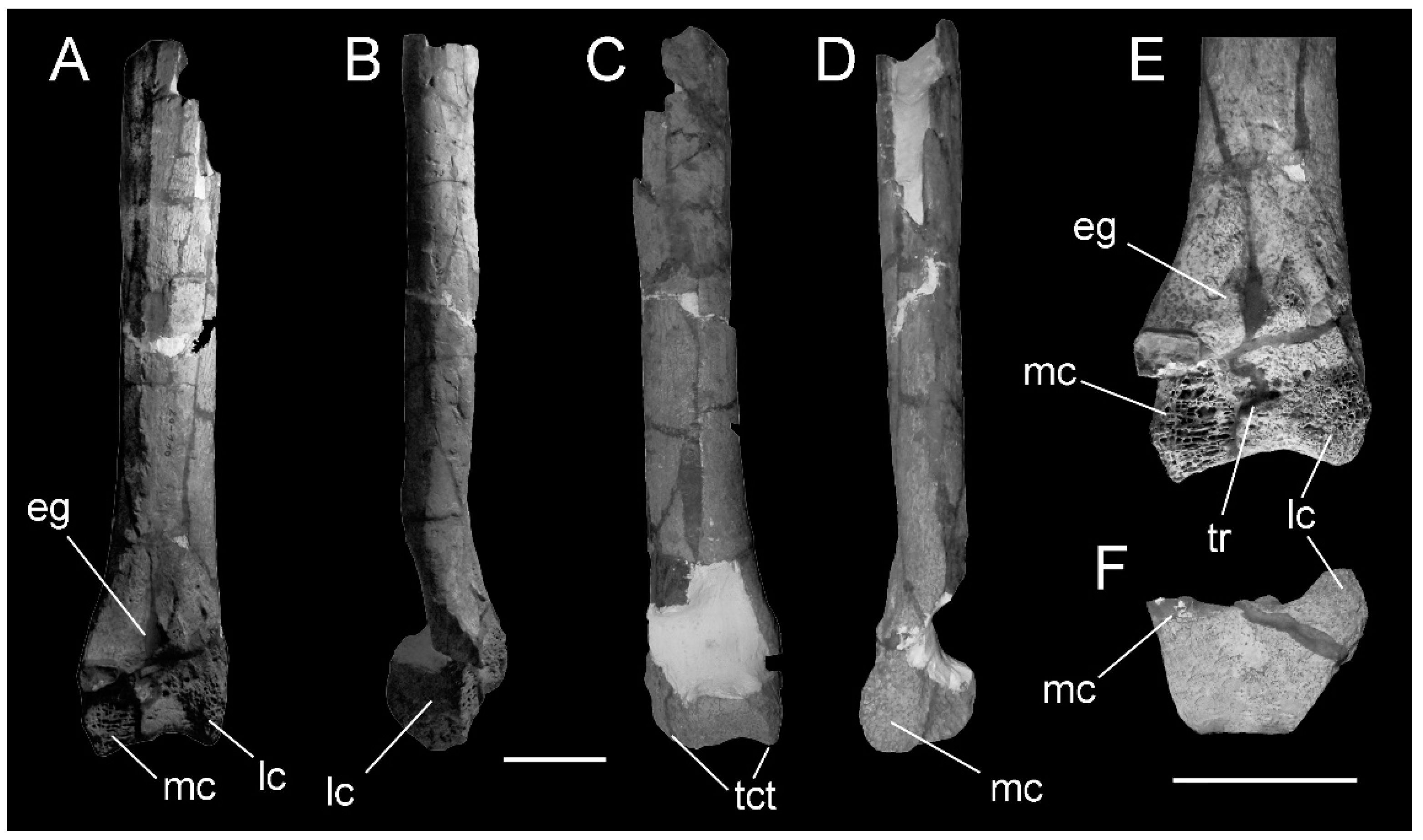 Diversity 13 00090 g002