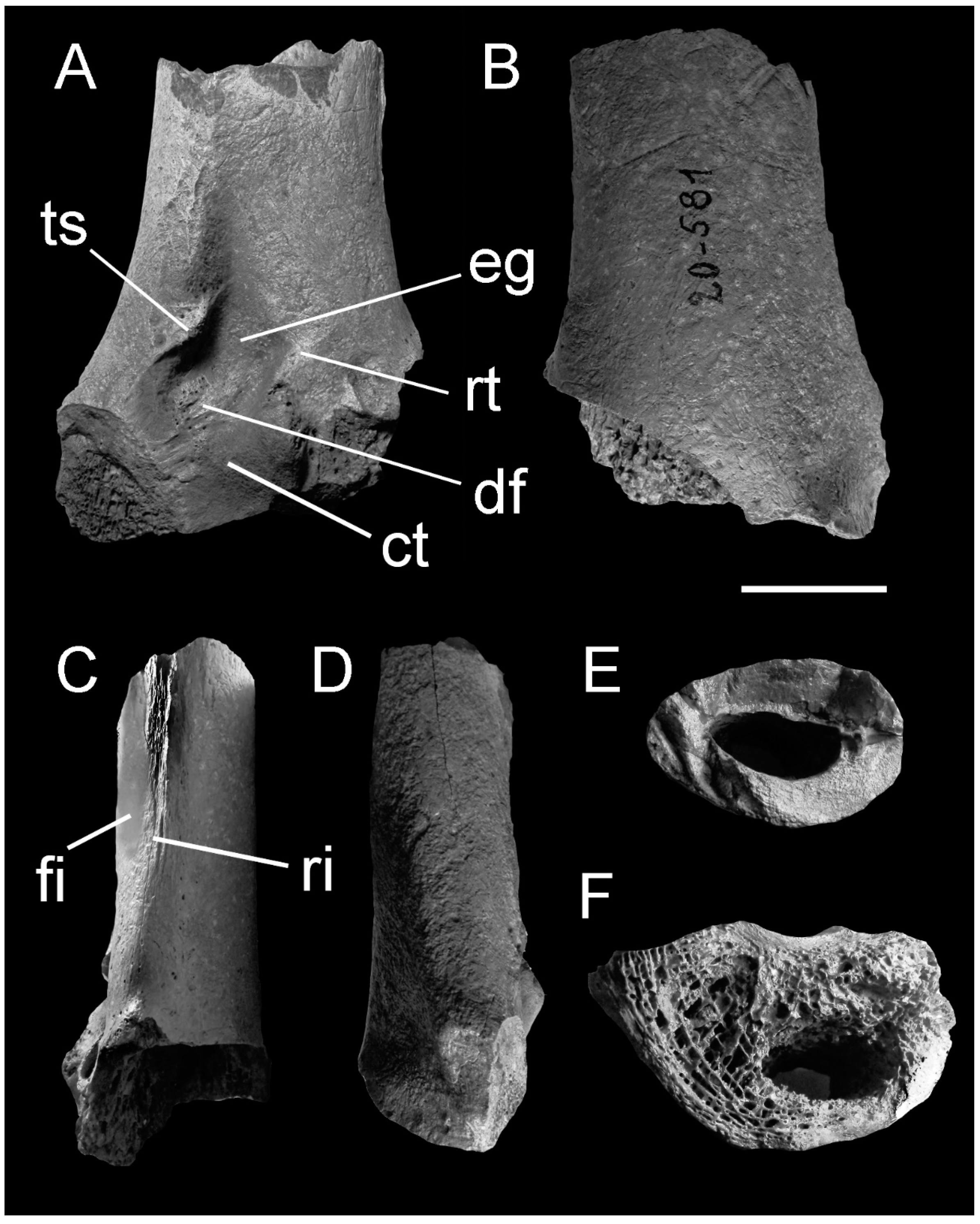 Diversity 13 00090 g003