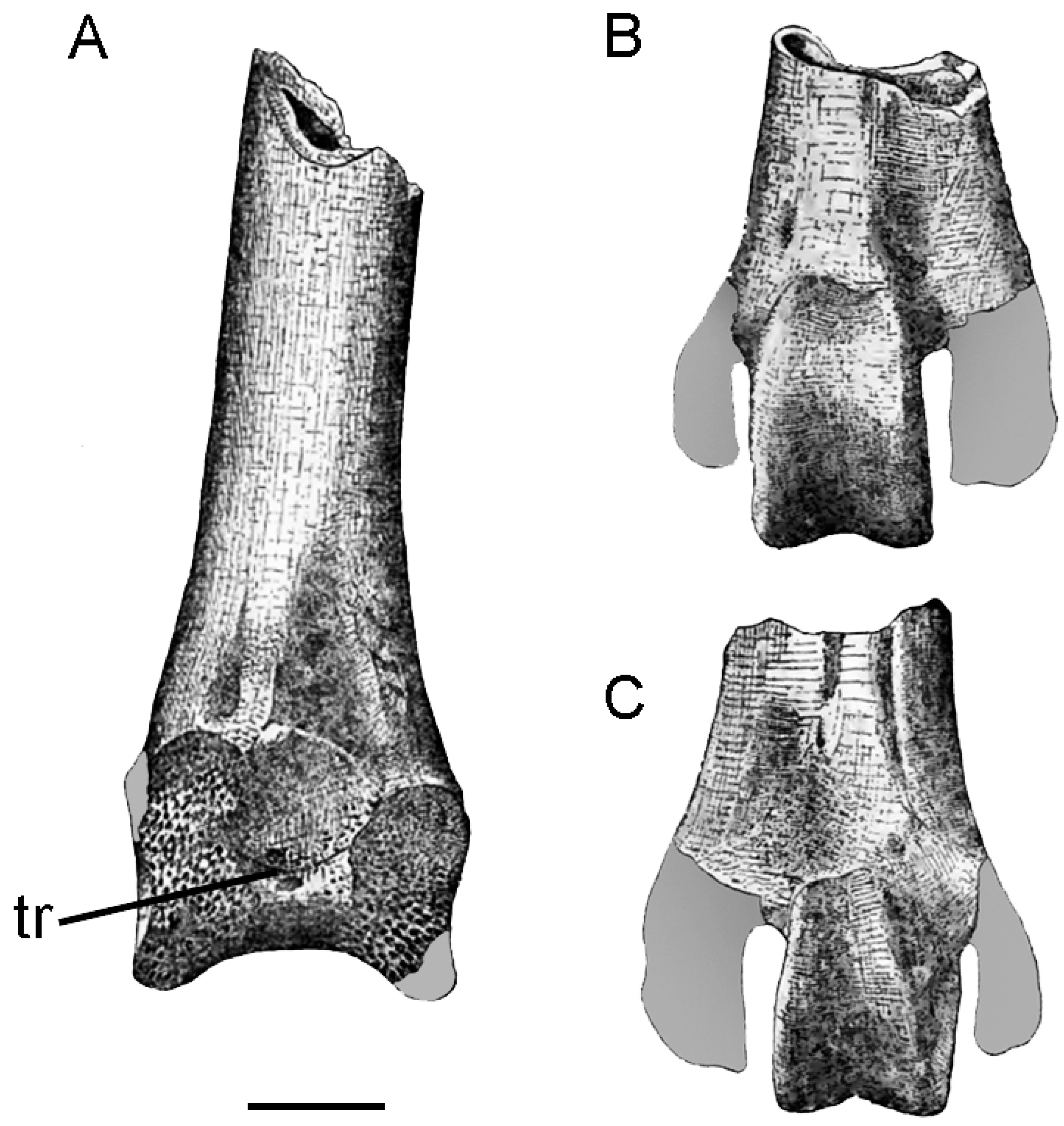 Diversity 13 00090 g004