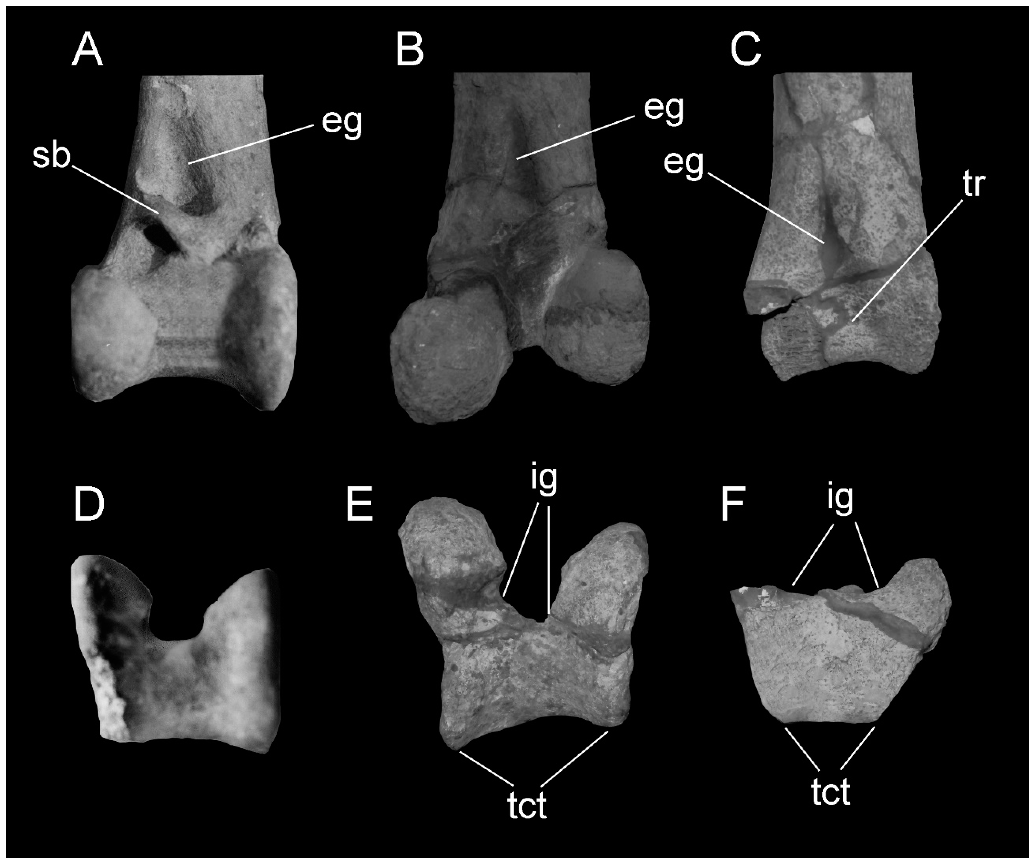 Diversity 13 00090 g005