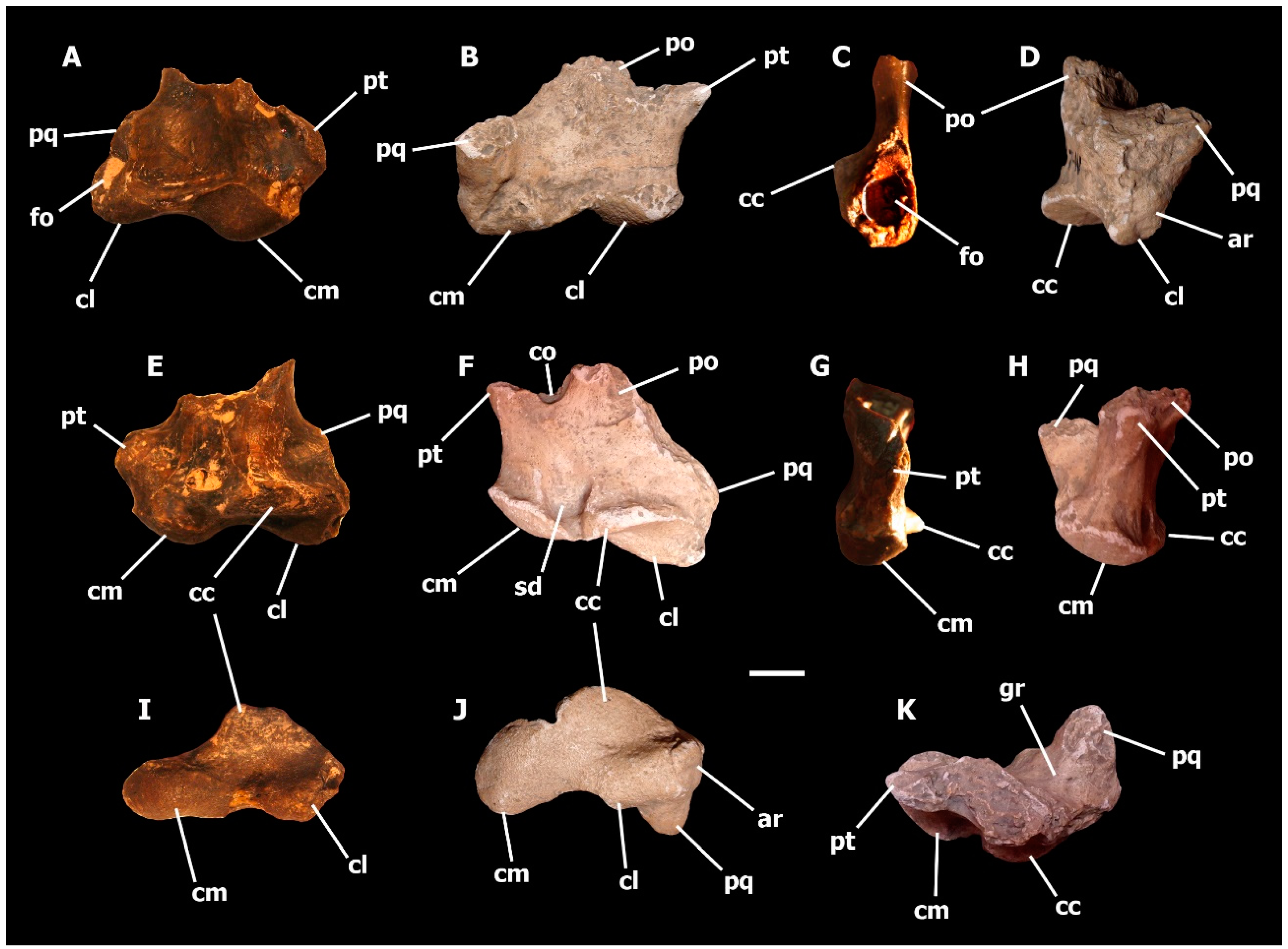 Diversity 13 00090 g006