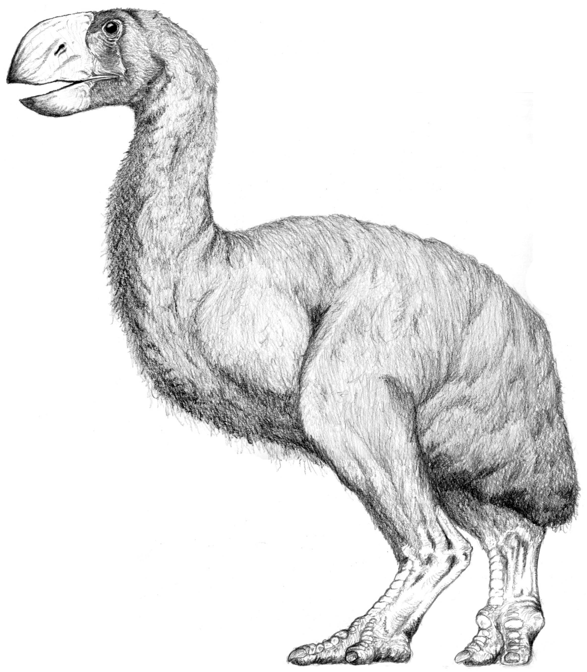 Diversity 13 00090 g008