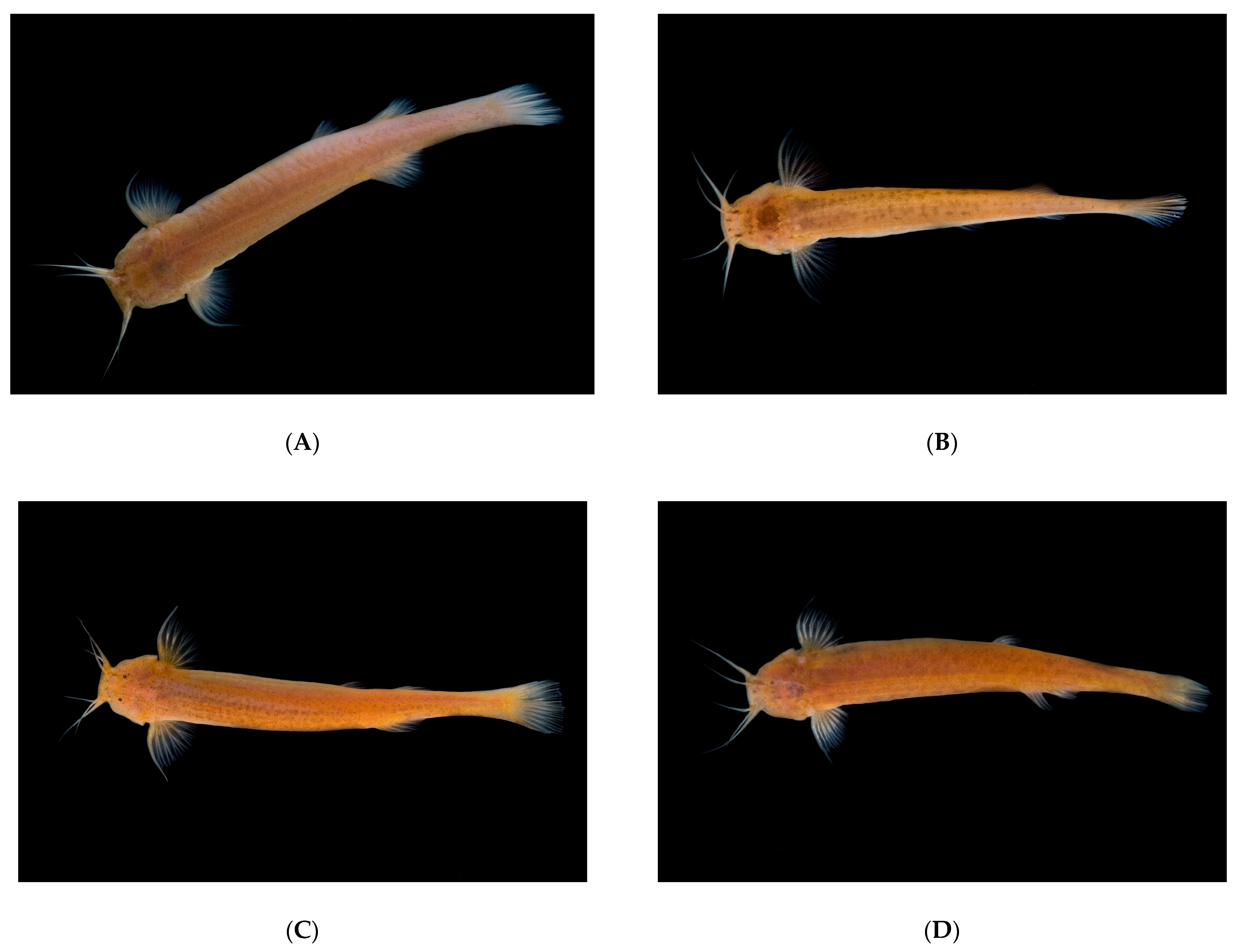 Diversity 13 00091 g002