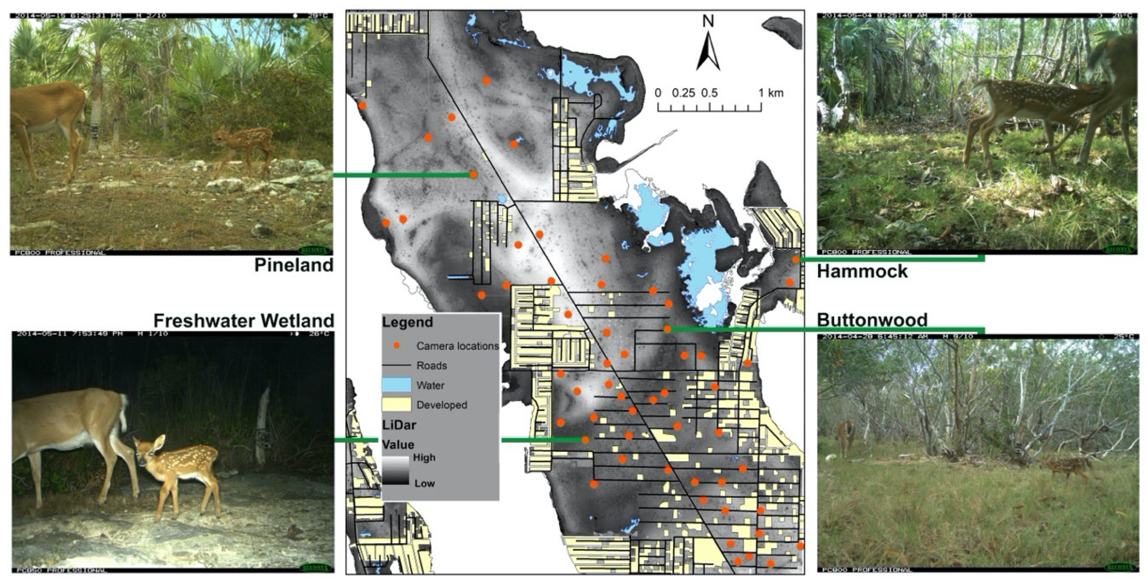 Diversity 13 00092 g002