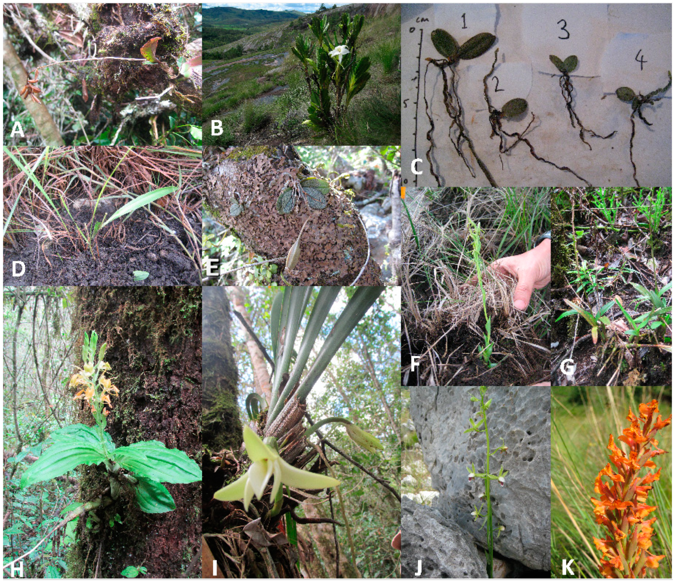 Diversity 13 00096 g001