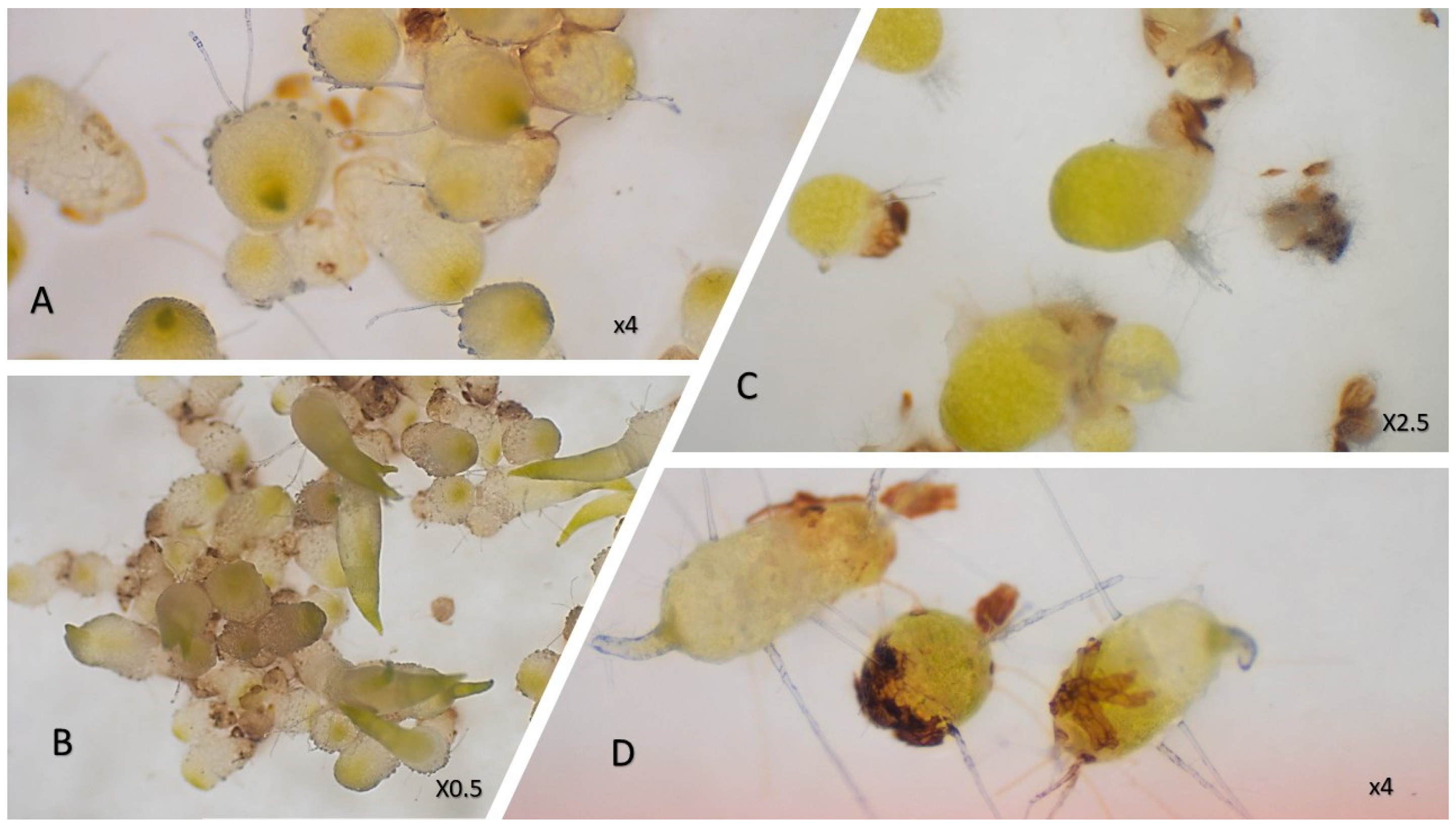 Diversity 13 00096 g004