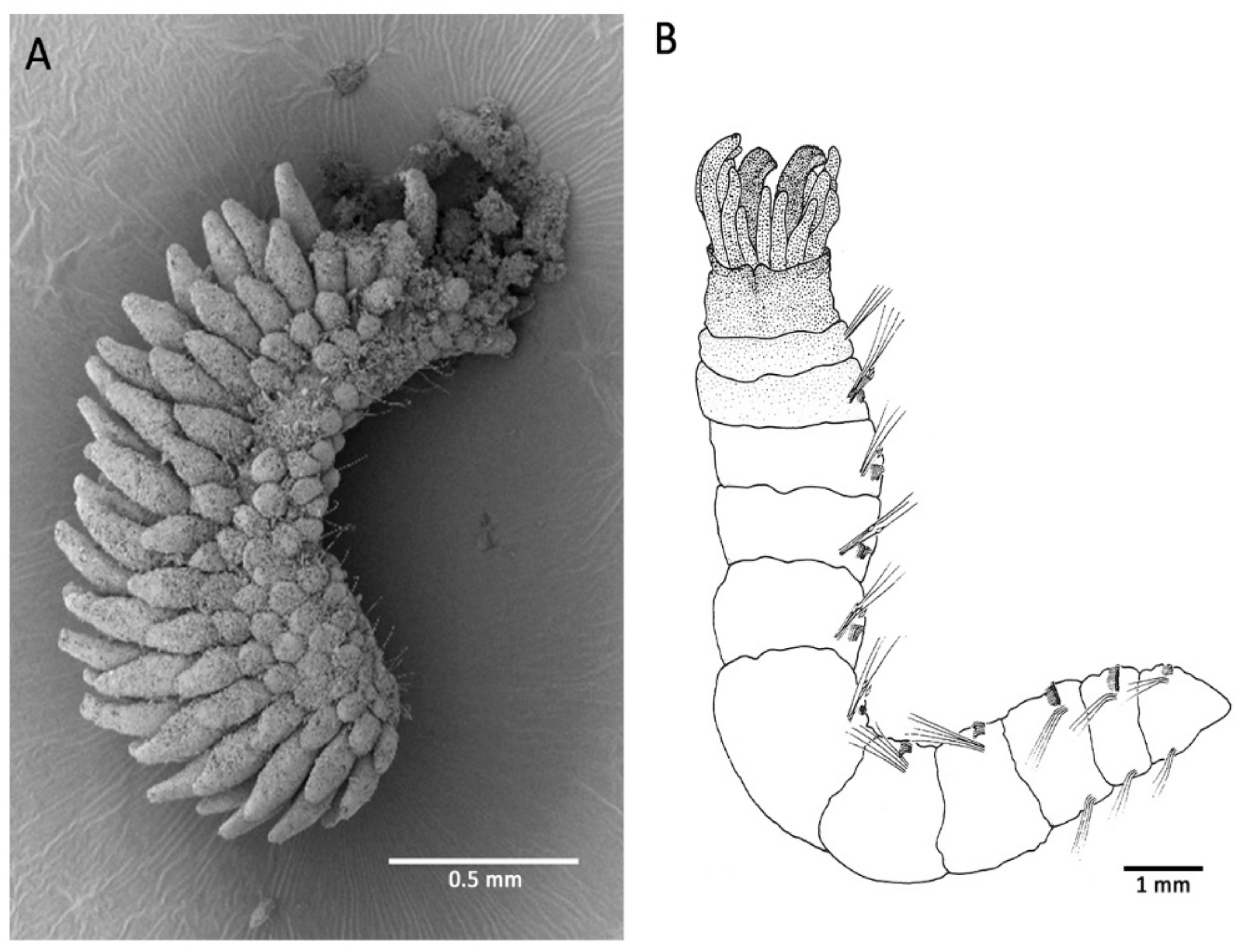 Diversity 13 00098 g002
