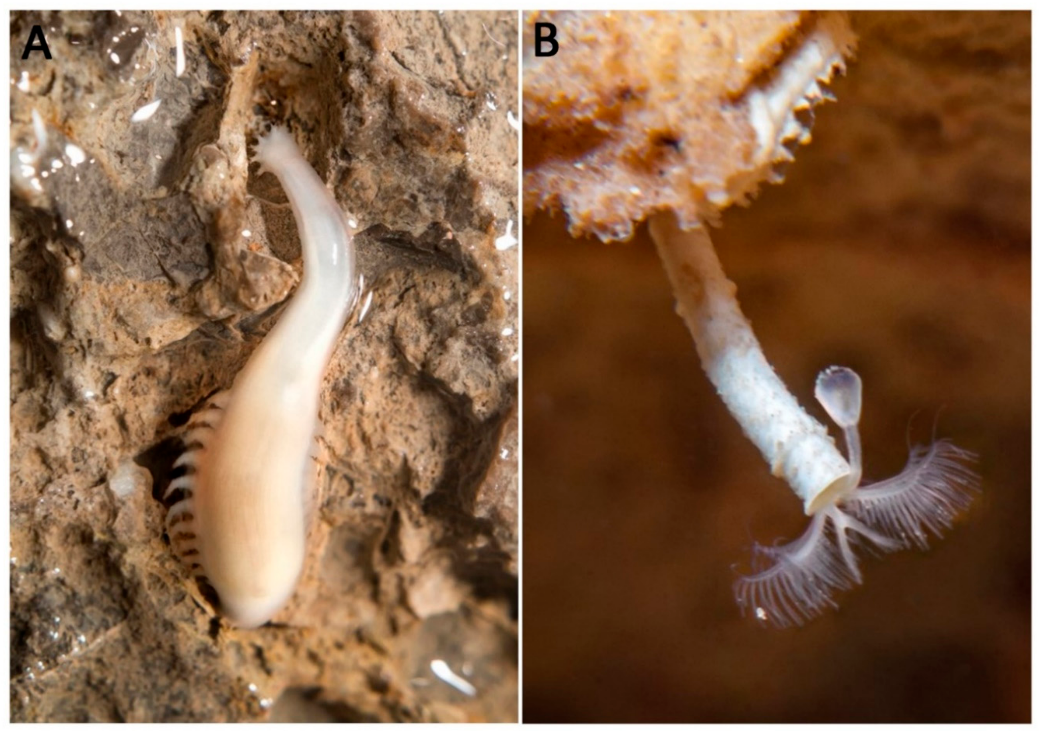 Diversity 13 00098 g005