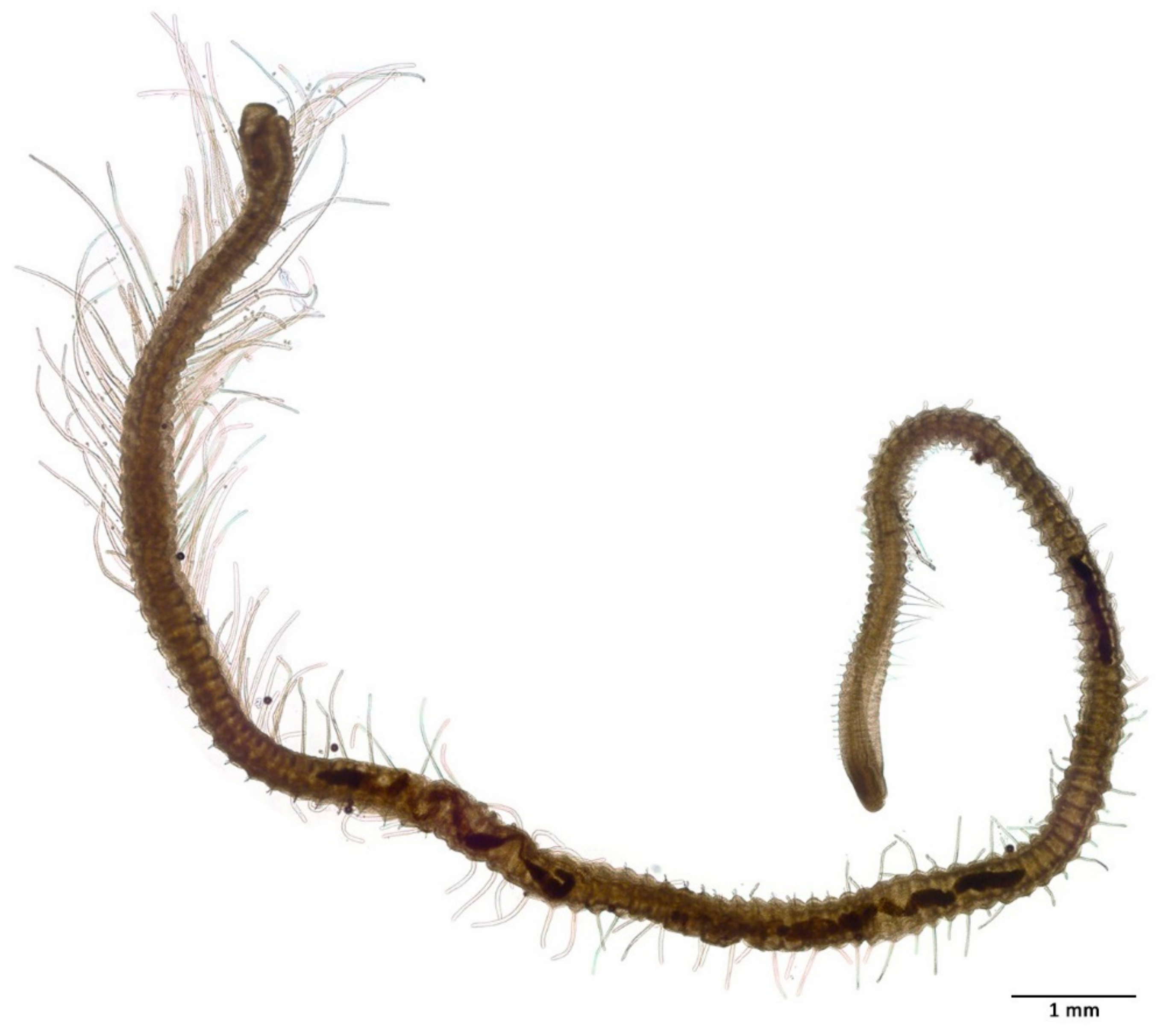 Diversity 13 00098 g006