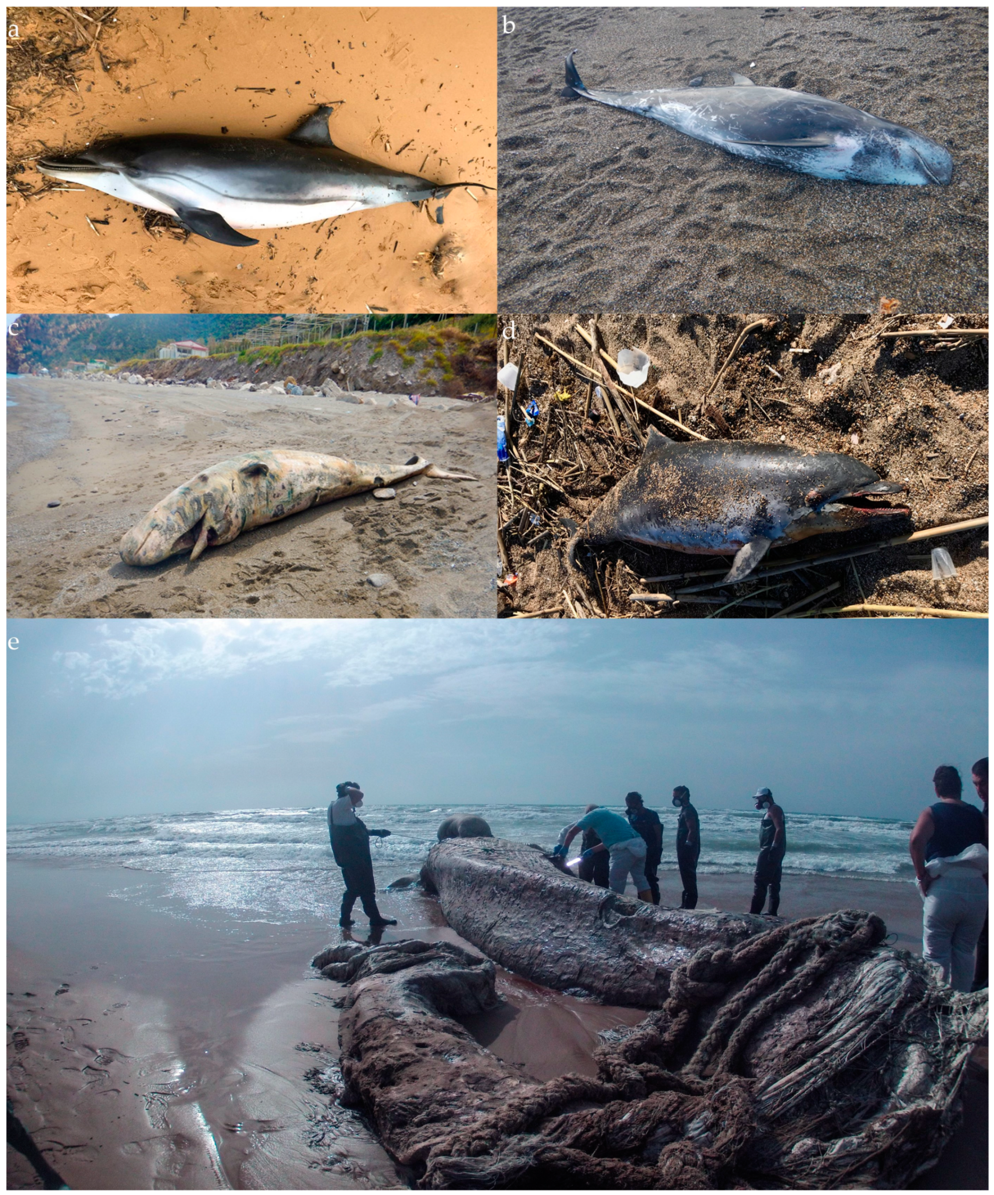 Diversity 13 00104 g003