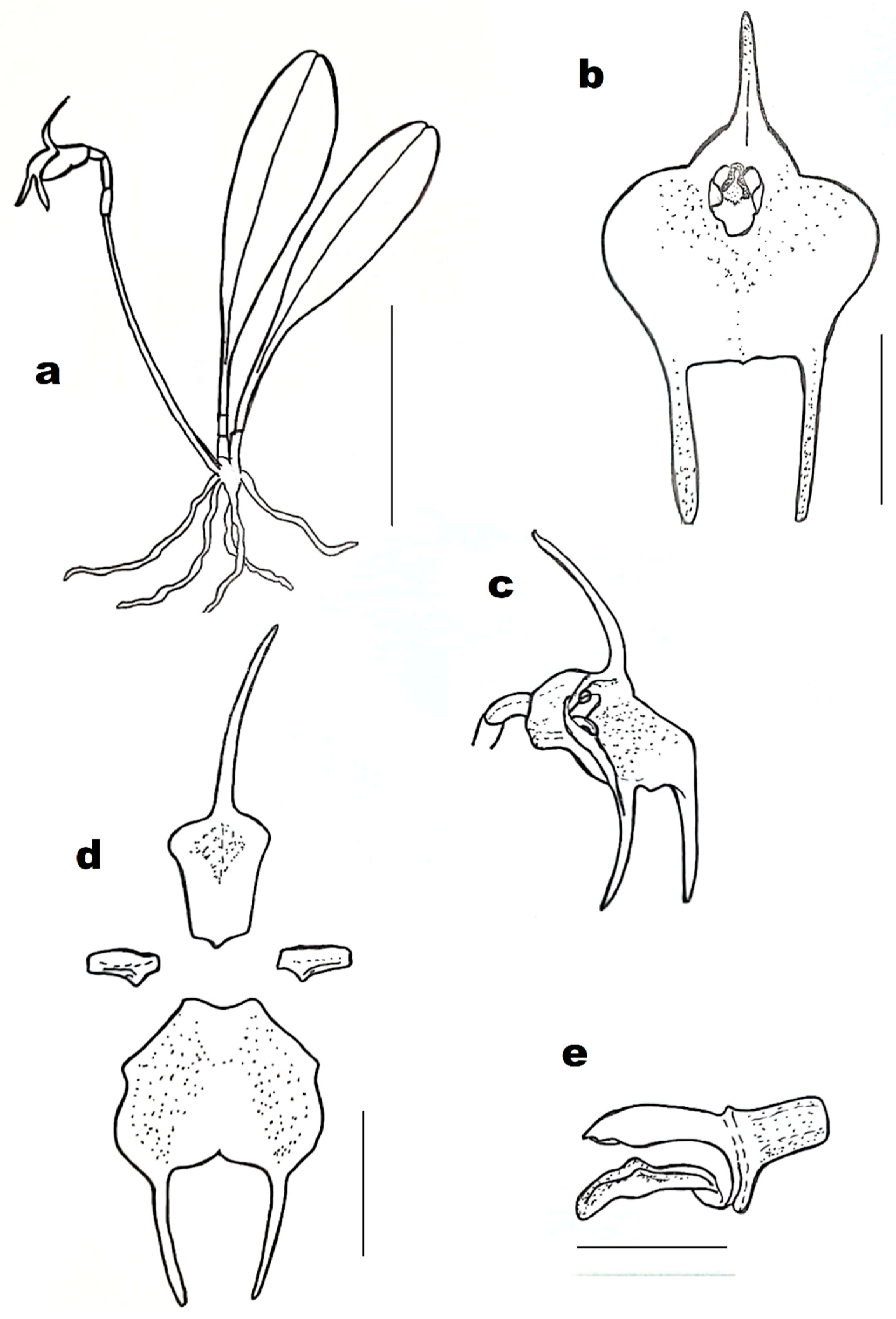 Diversity 13 00108 g002