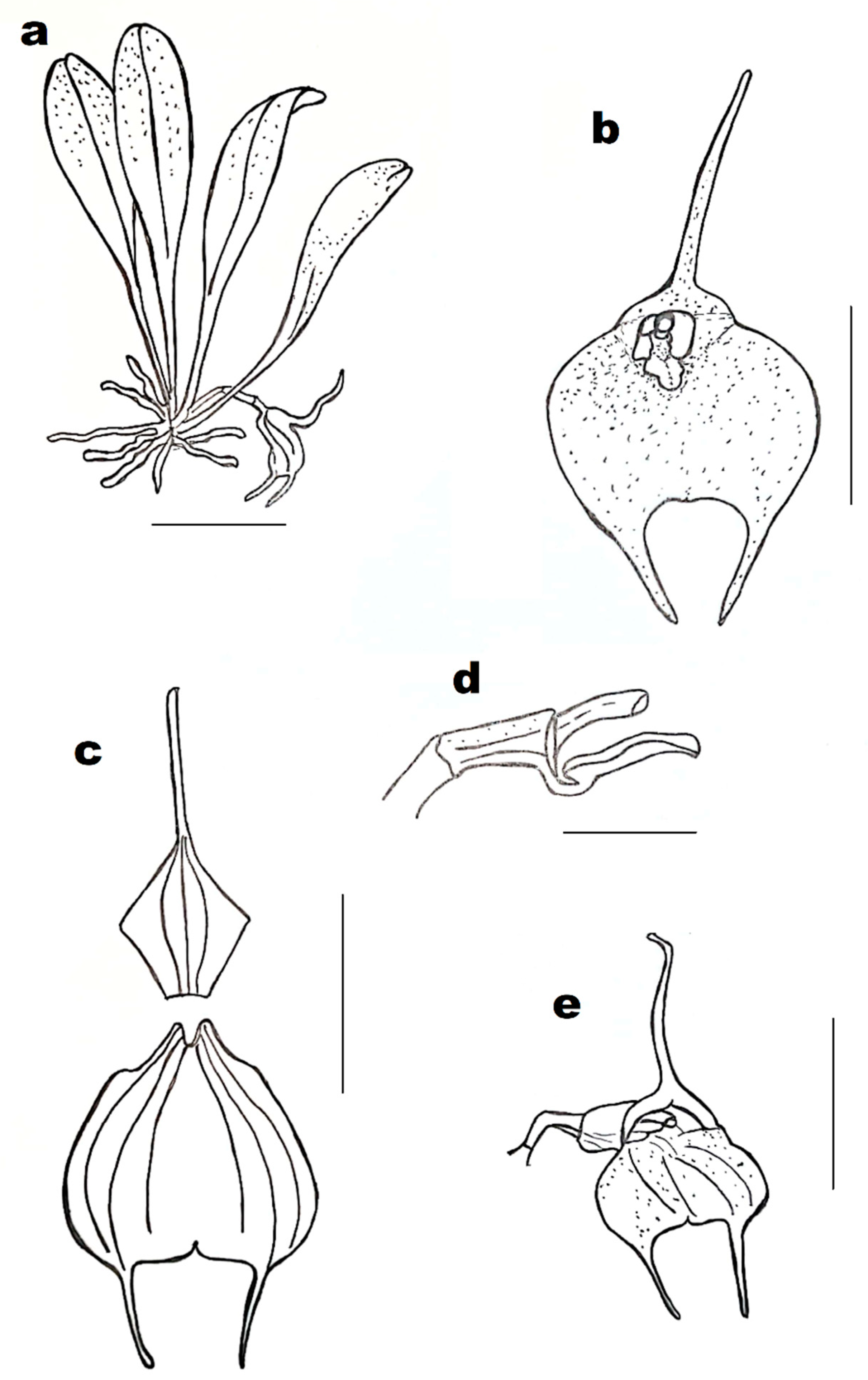 Diversity 13 00108 g003