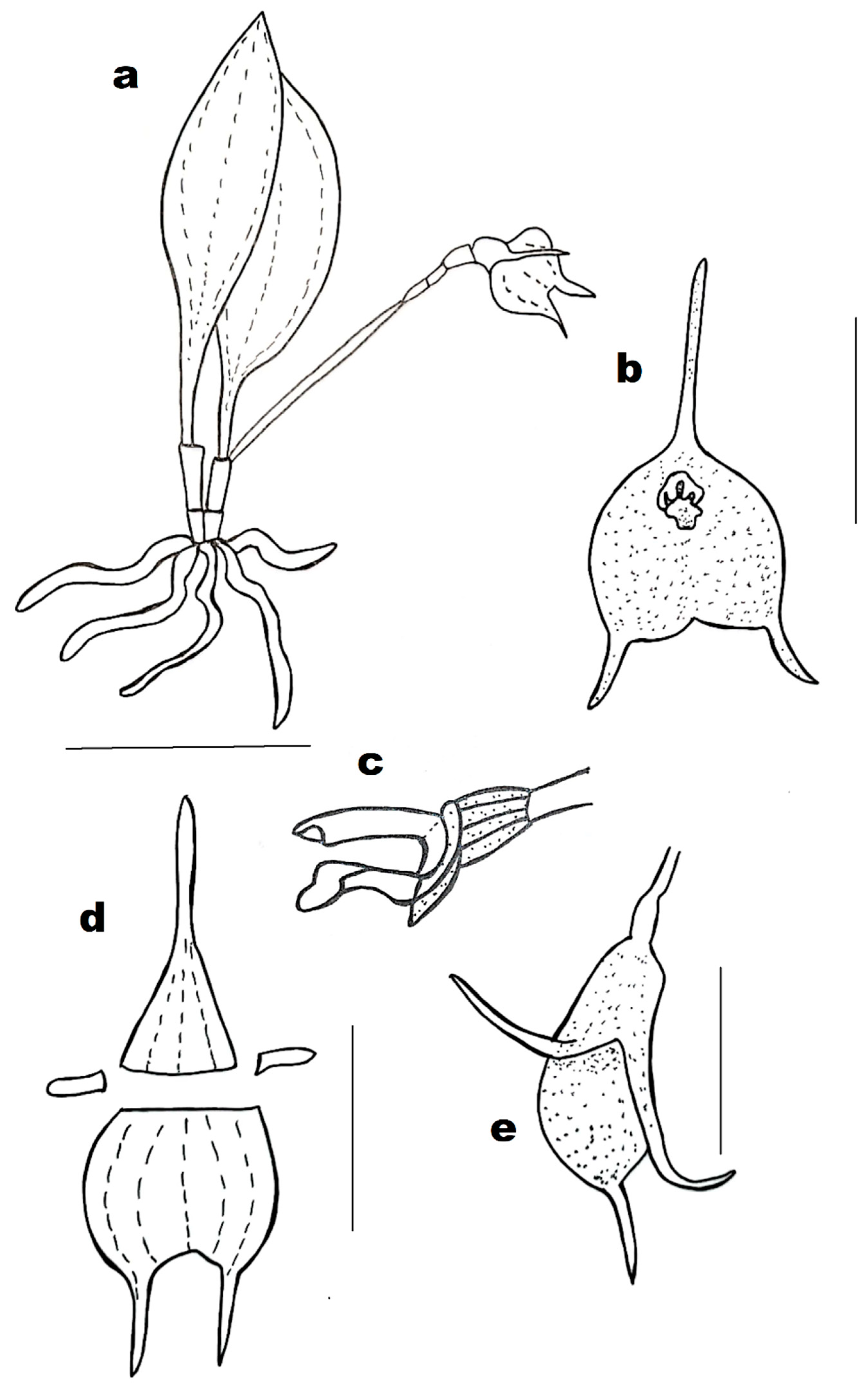 Diversity 13 00108 g004