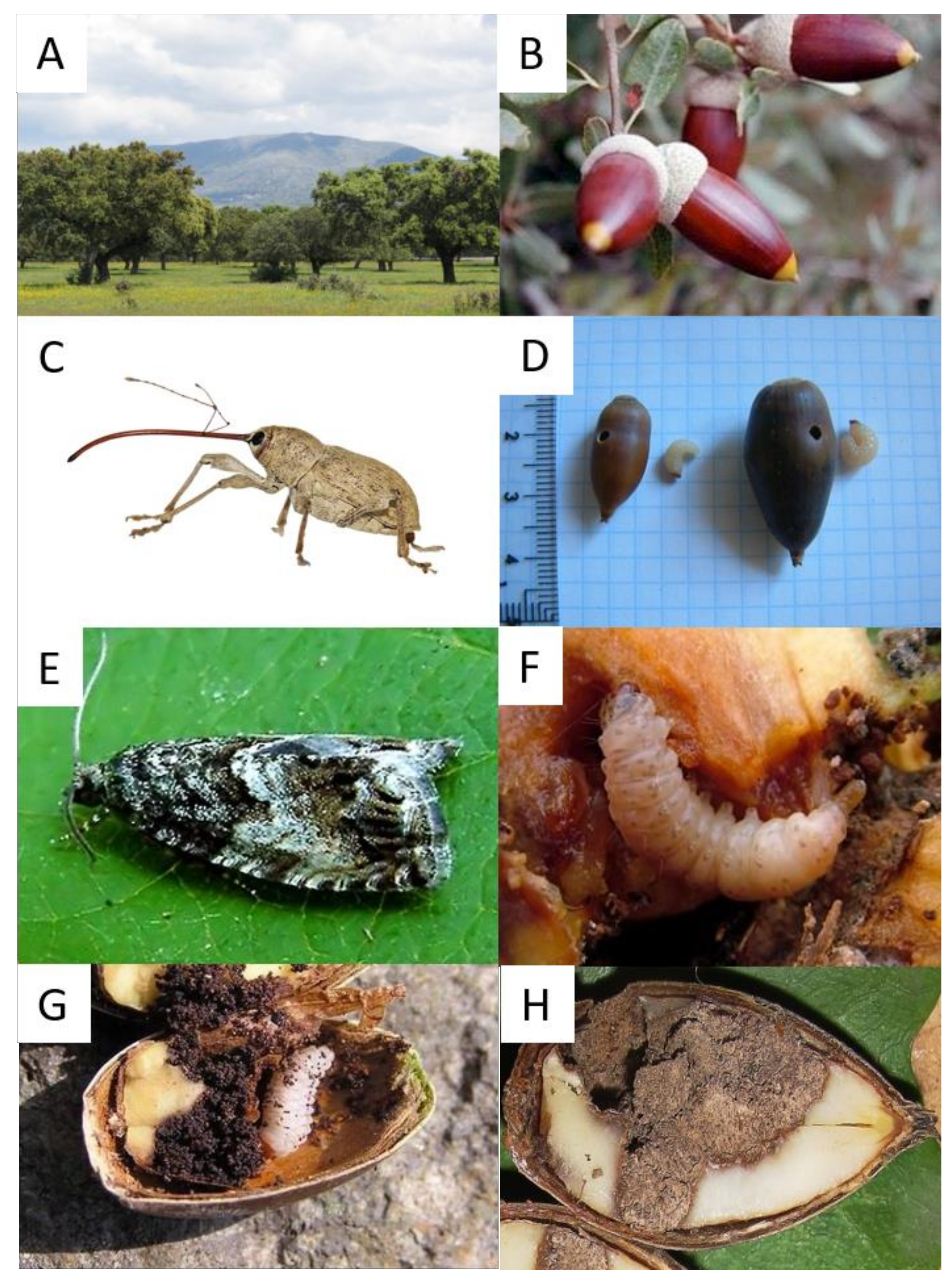 Diversity 13 00110 g002