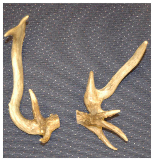 Diversity 13 00116 g0a2