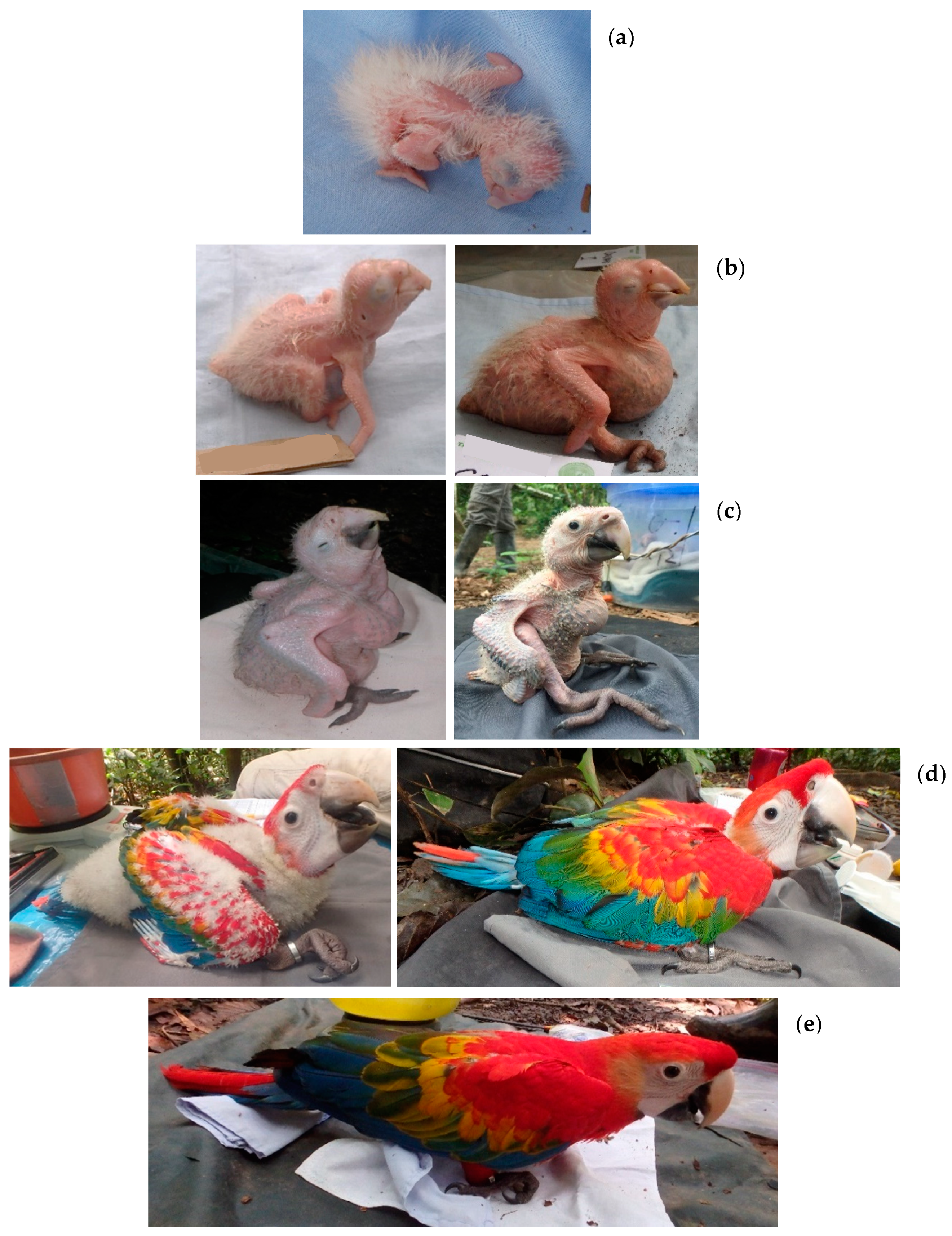 Diversity 13 00121 g002