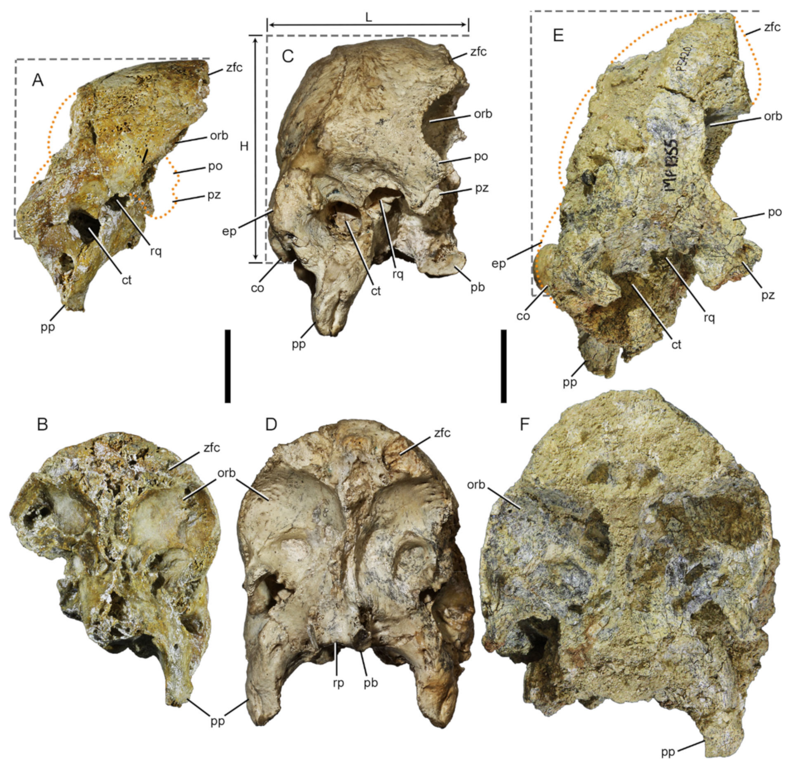 Diversity 13 00124 g001