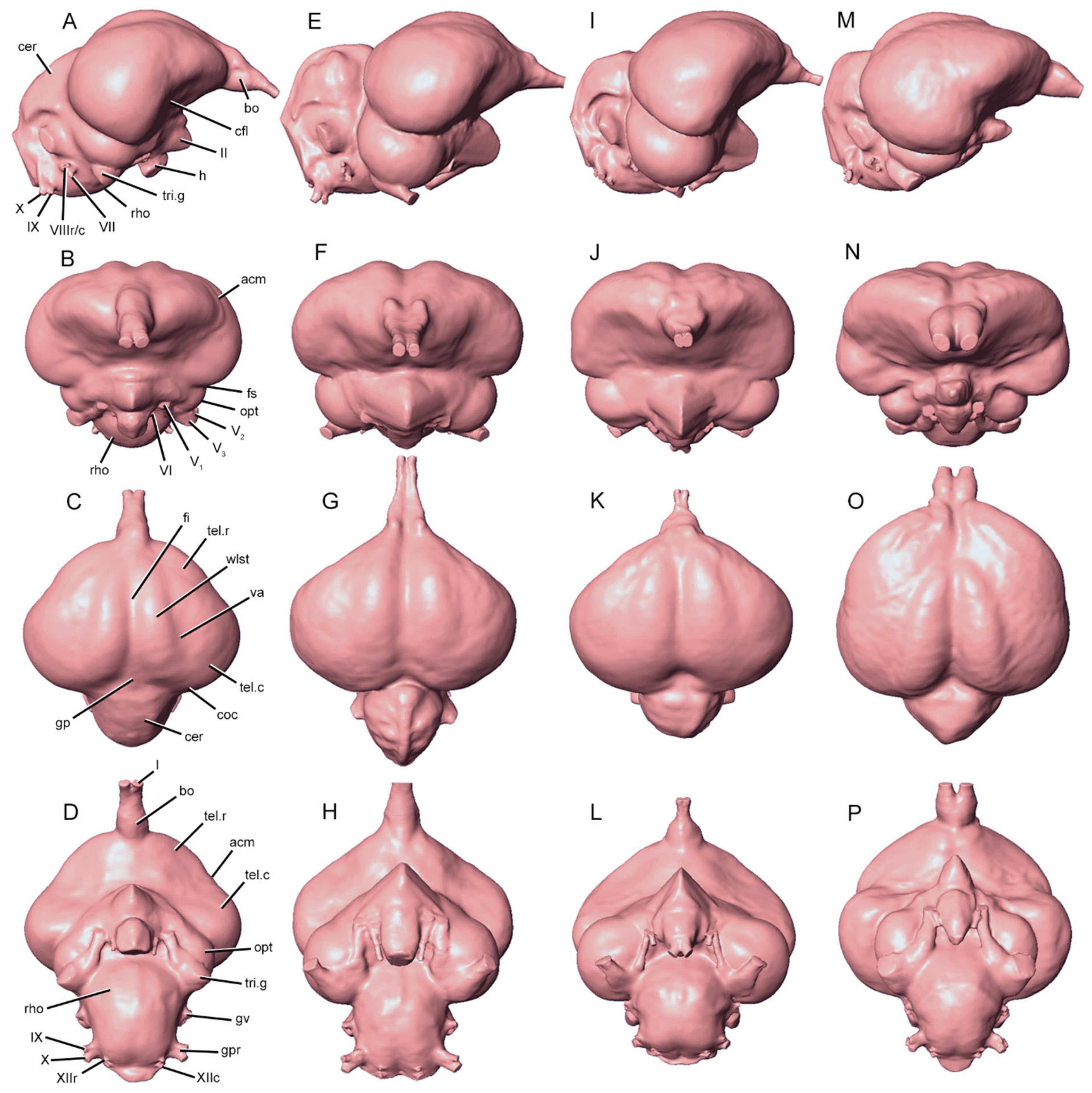 Diversity 13 00124 g004