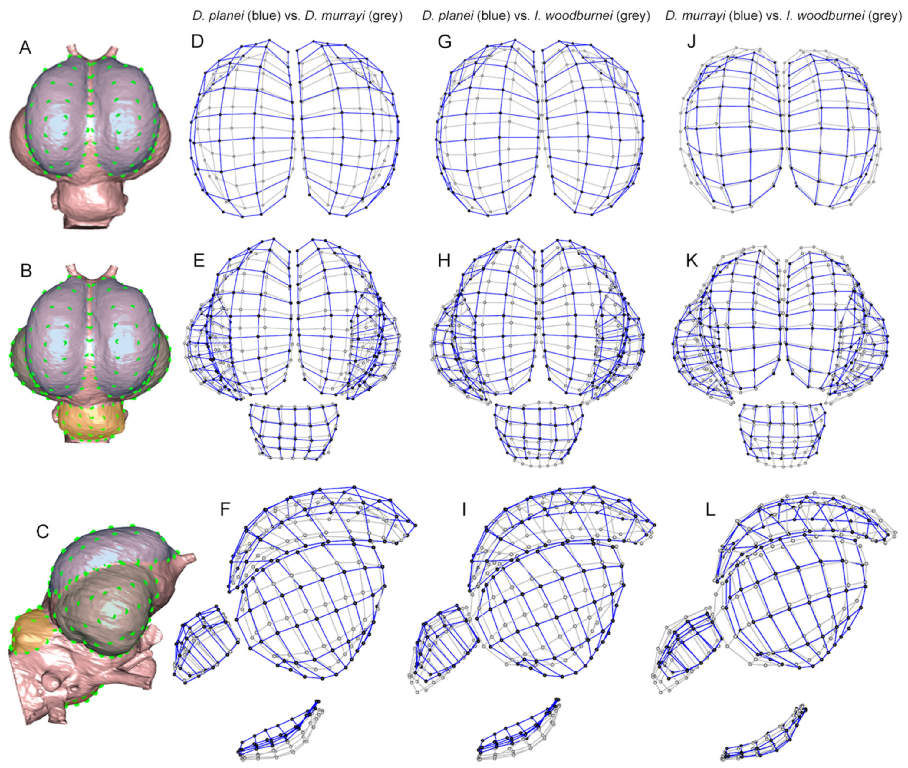 Diversity 13 00124 g005