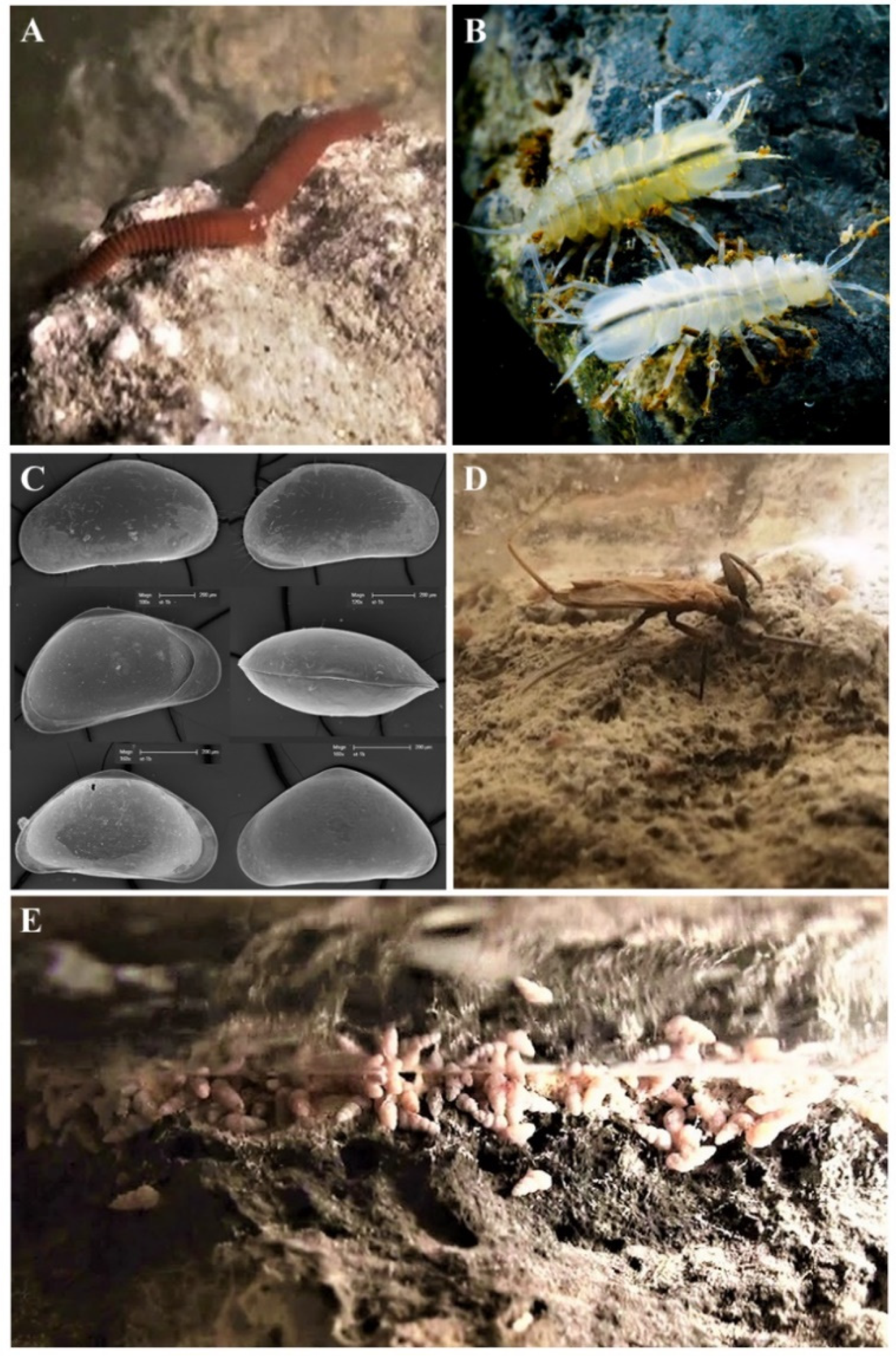 Diversity 13 00128 g003