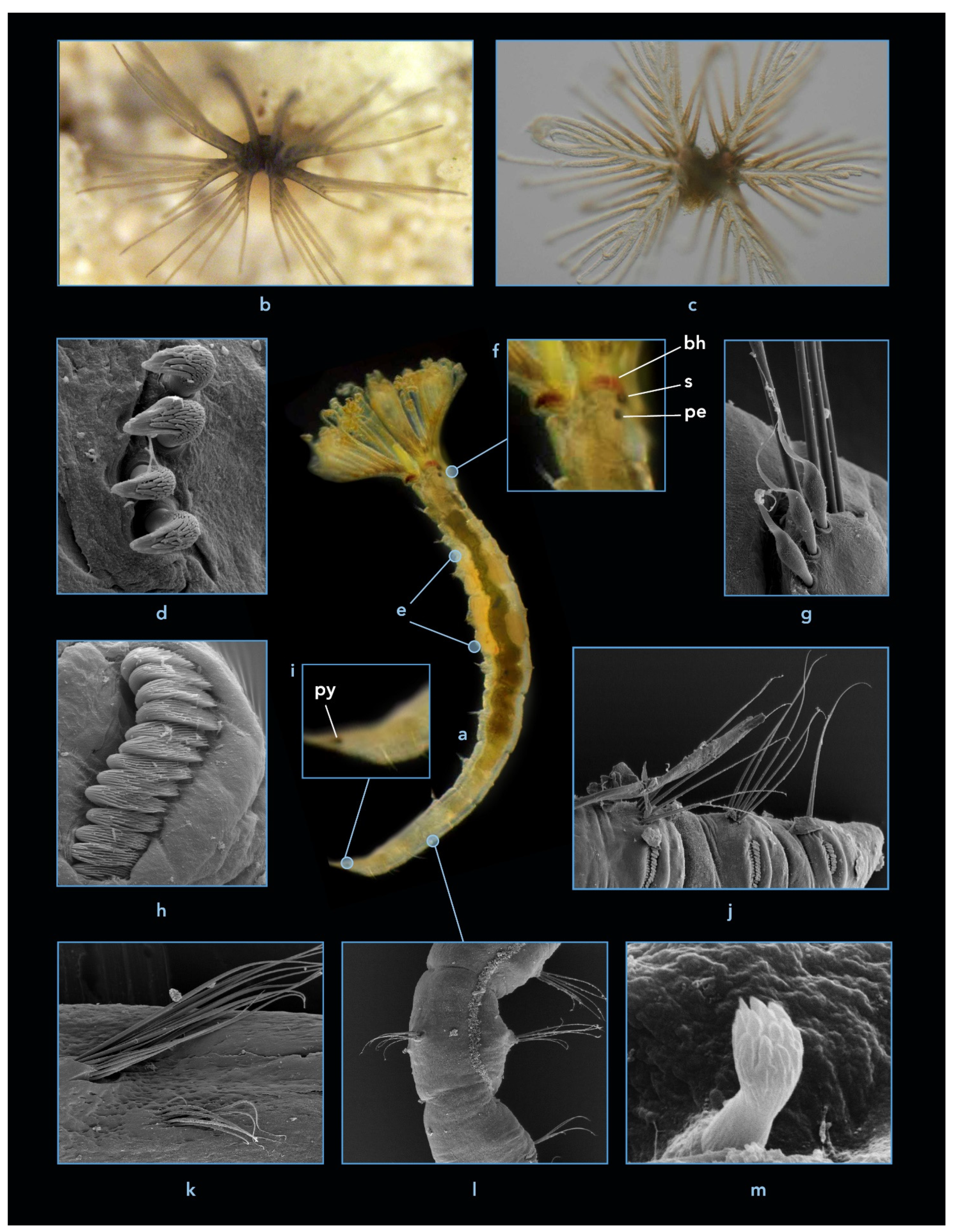 Diversity 13 00130 g008