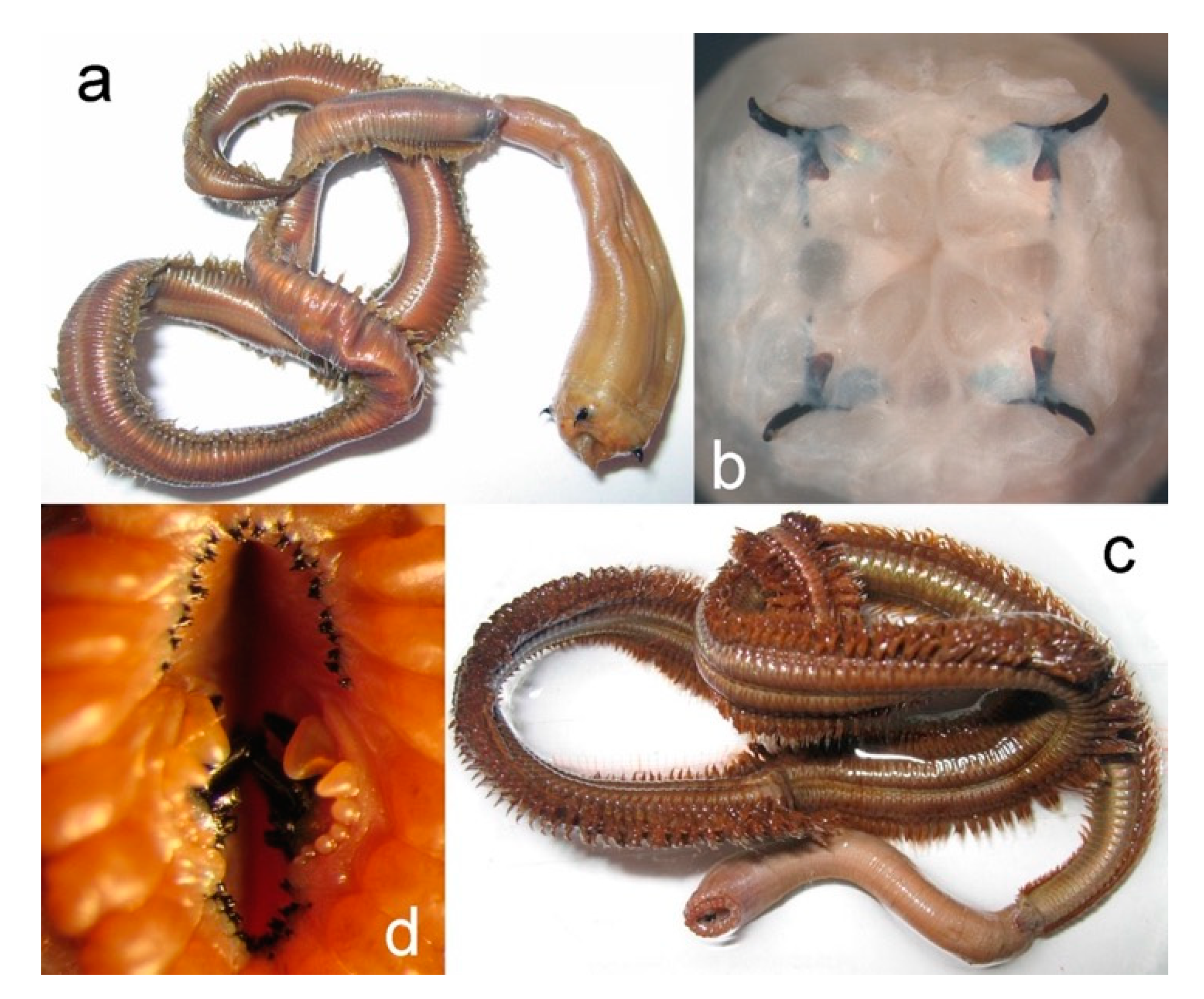 Diversity 13 00131 g013