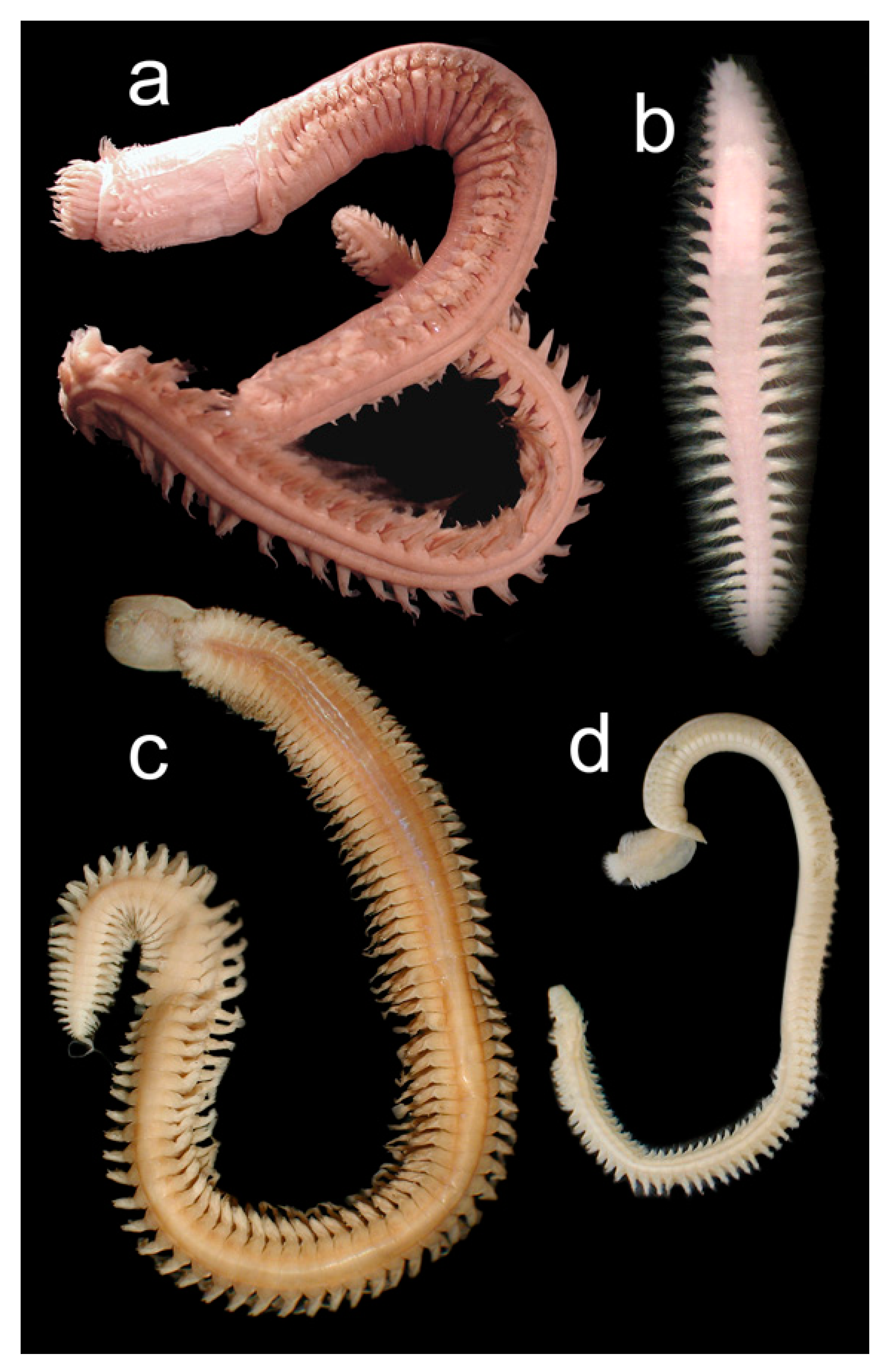 Diversity 13 00131 g017