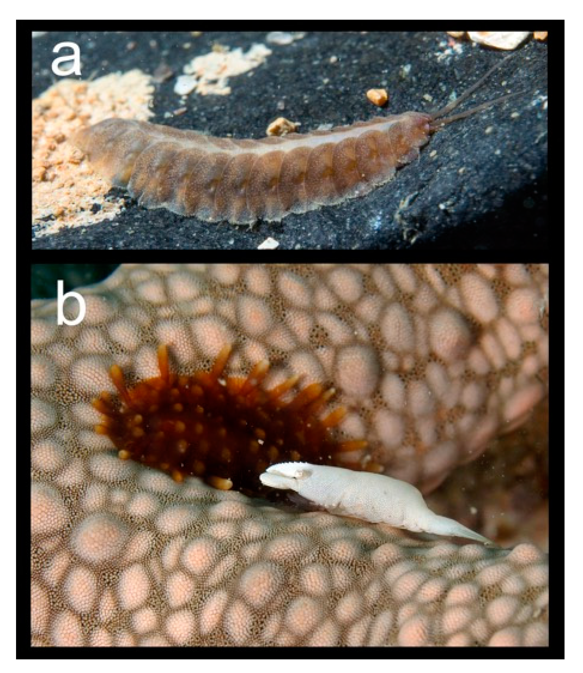 Diversity 13 00131 g020