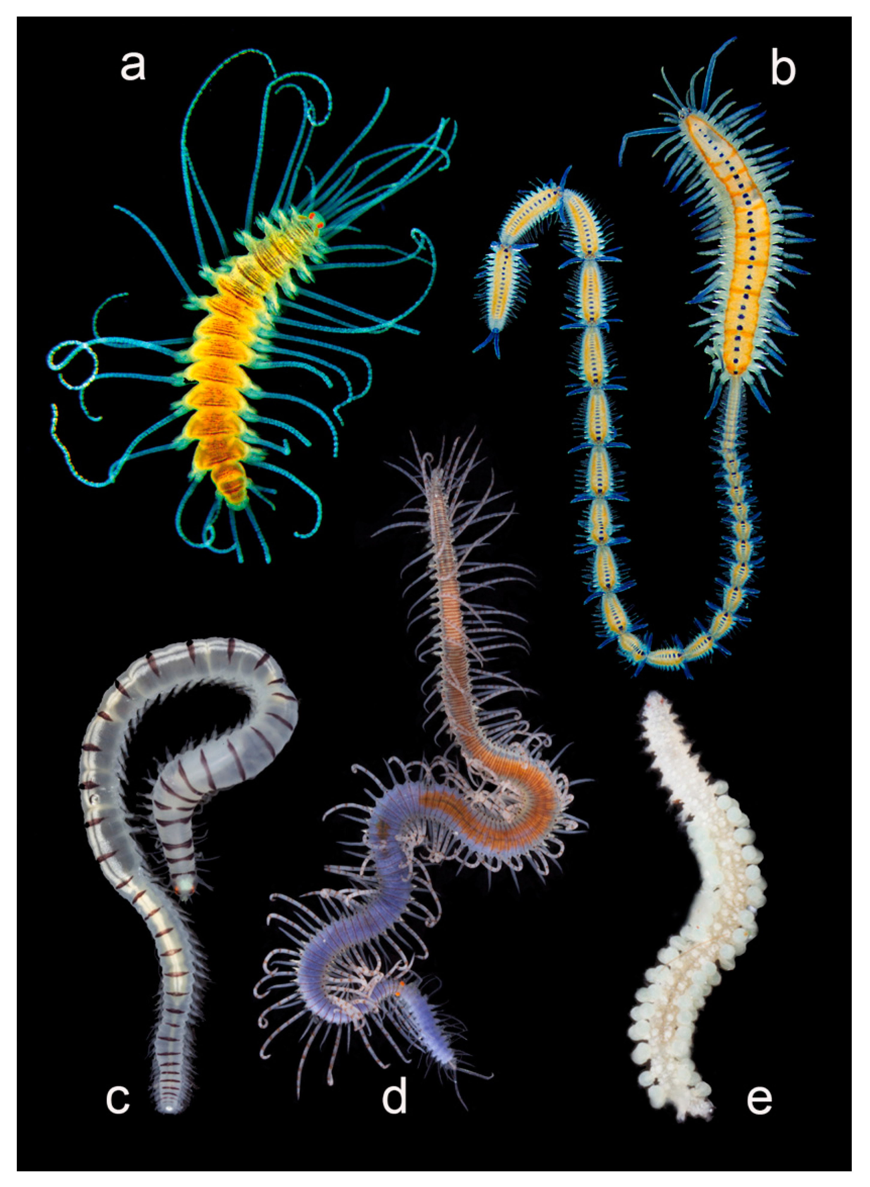 Diversity 13 00131 g024