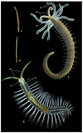 Diversity 13 00132 g001